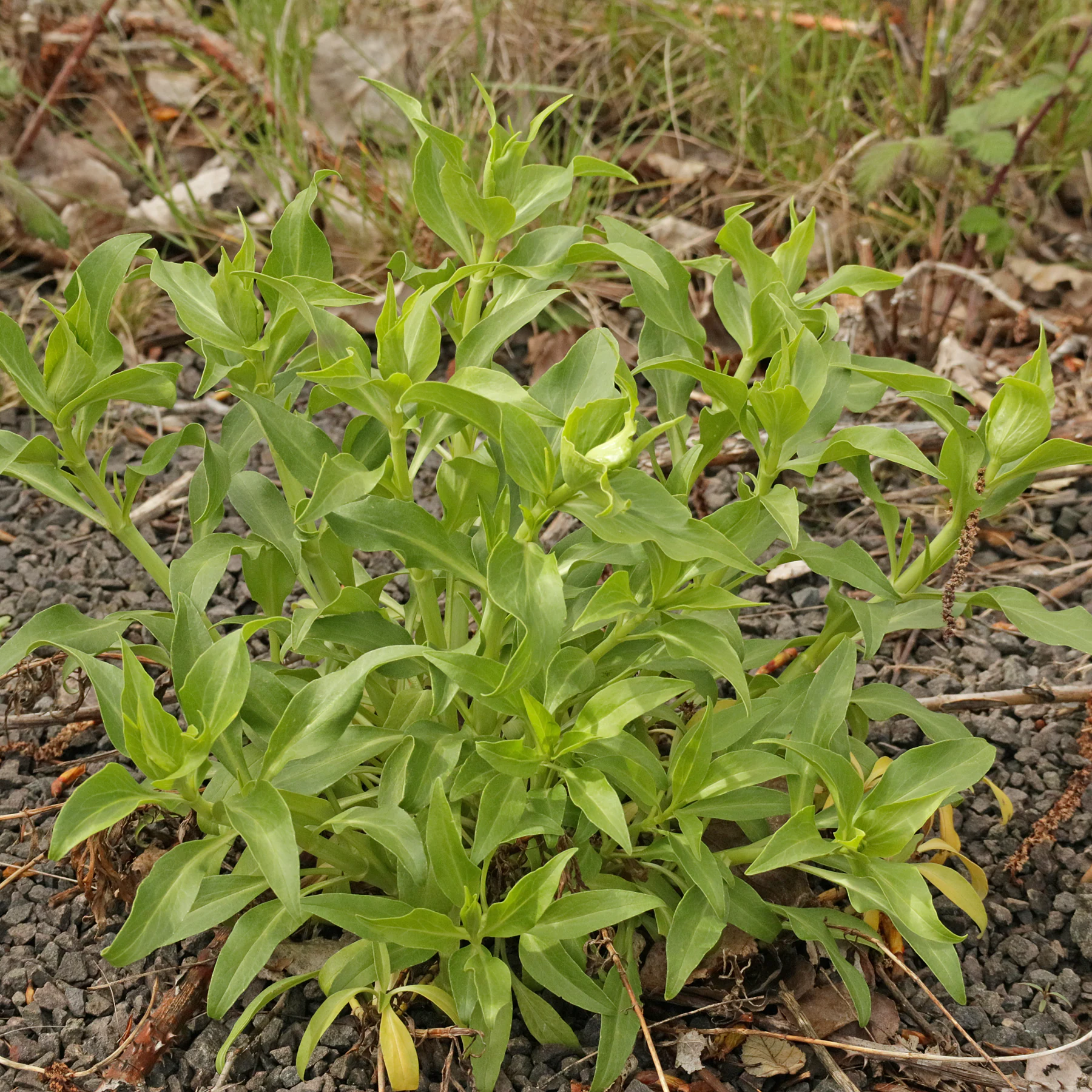 Centranthus ruber Blätter