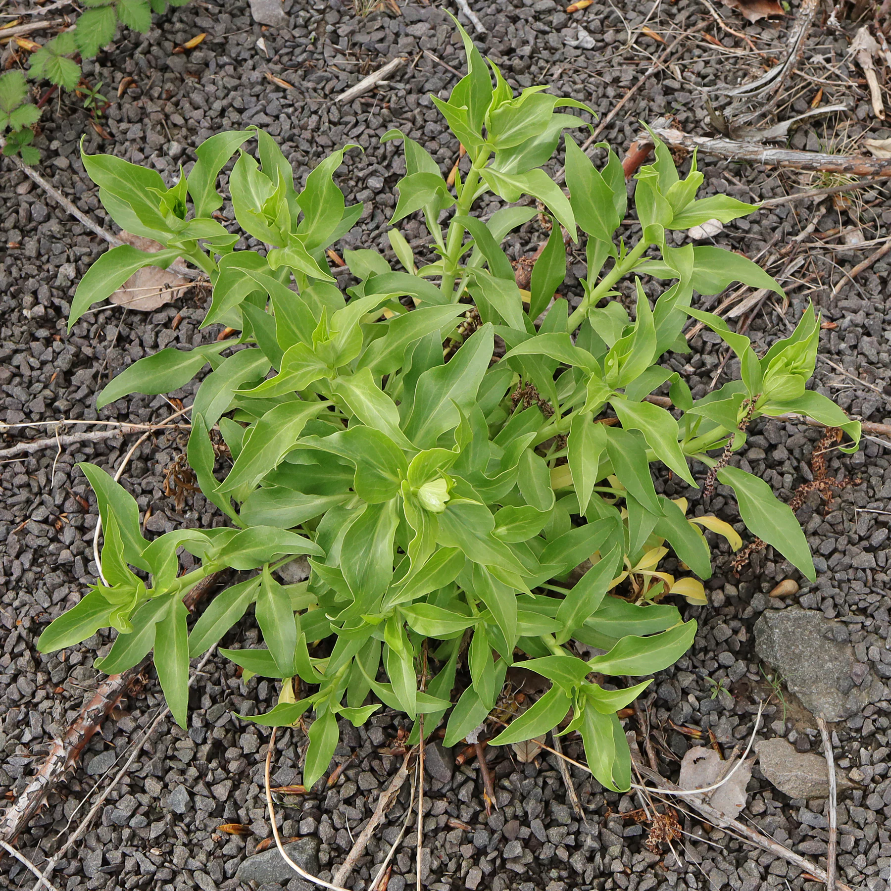 Centranthus ruber Habitus Frühjahr