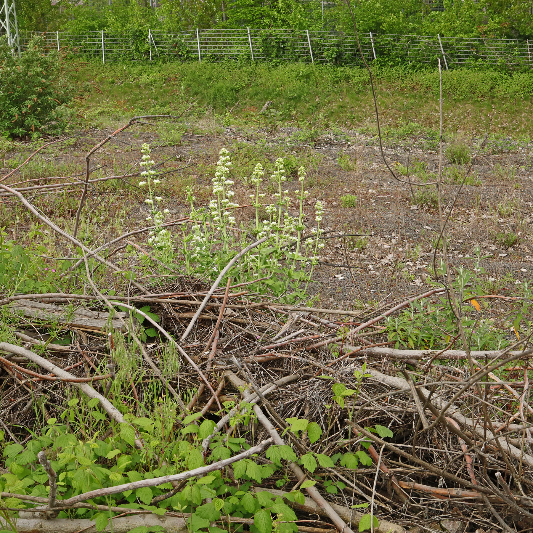 Centranthus ruber Industriebrache