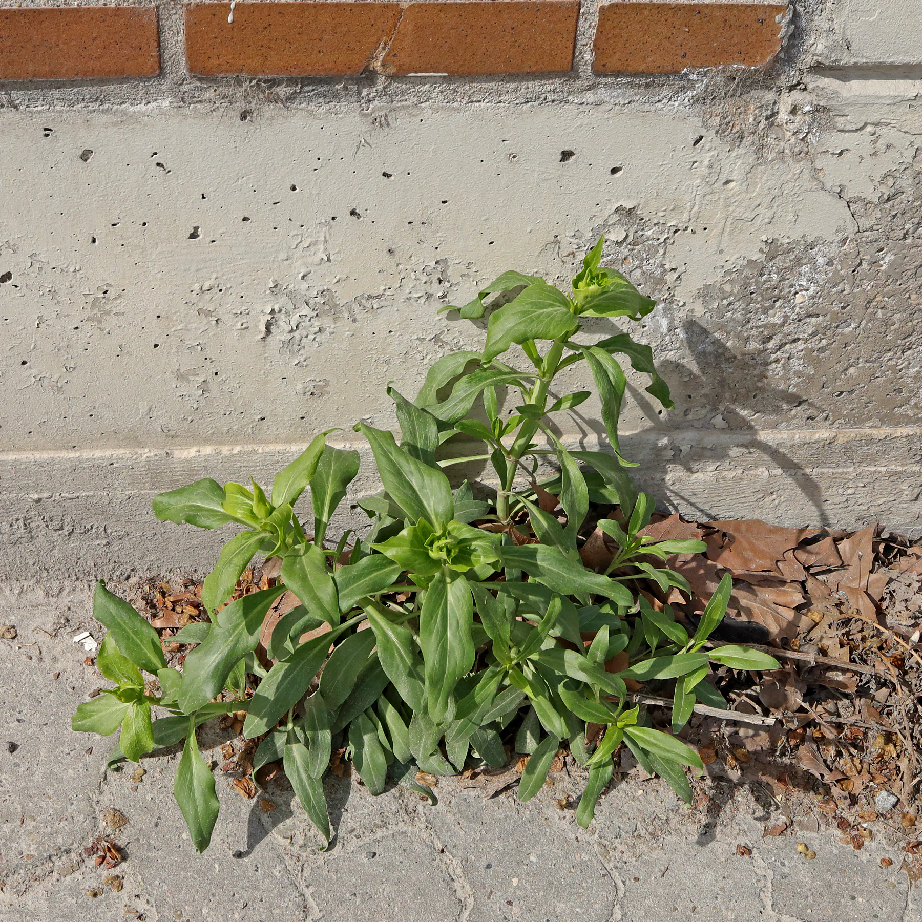 Centranthus ruber vor Hauswand