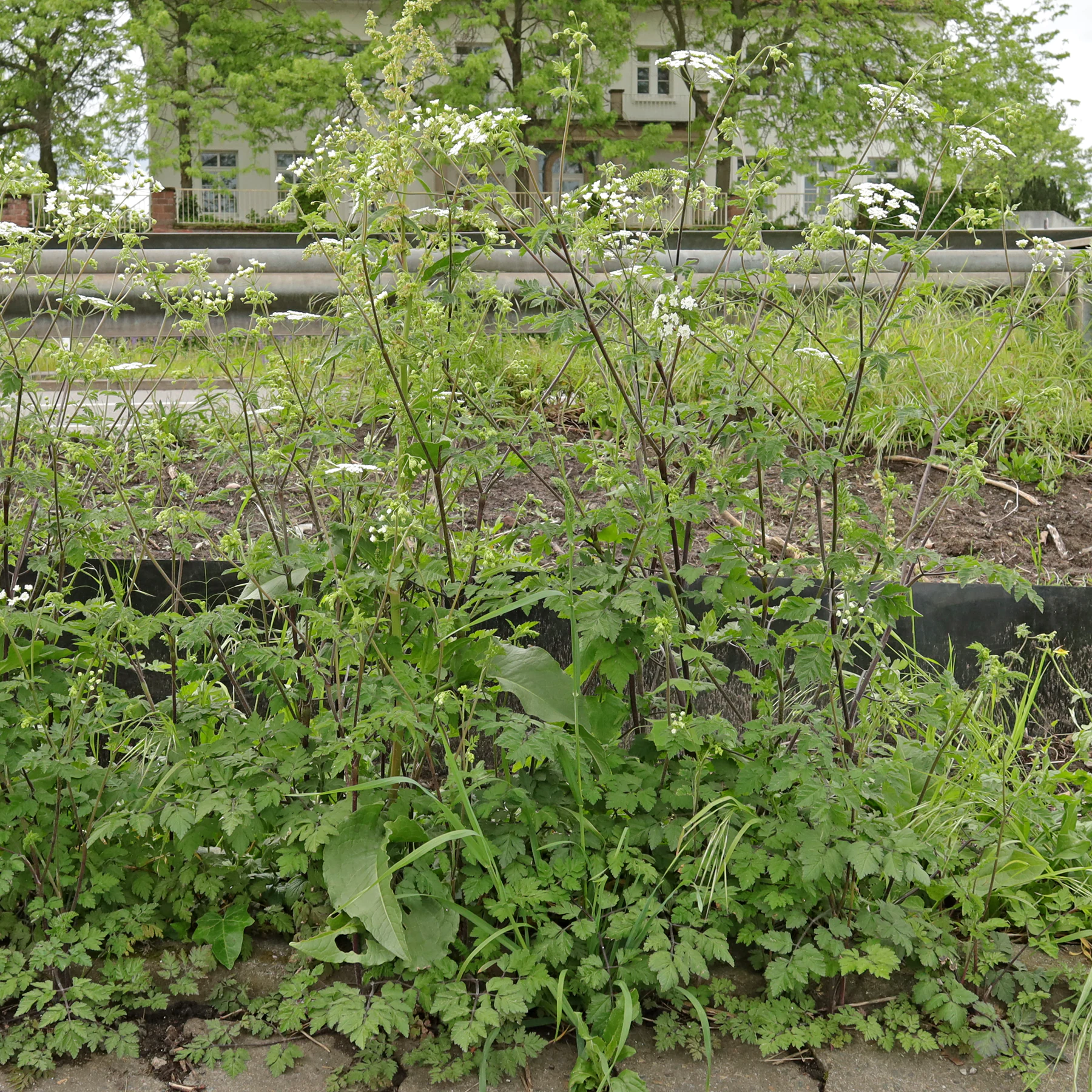 Chaerophyllum temulum