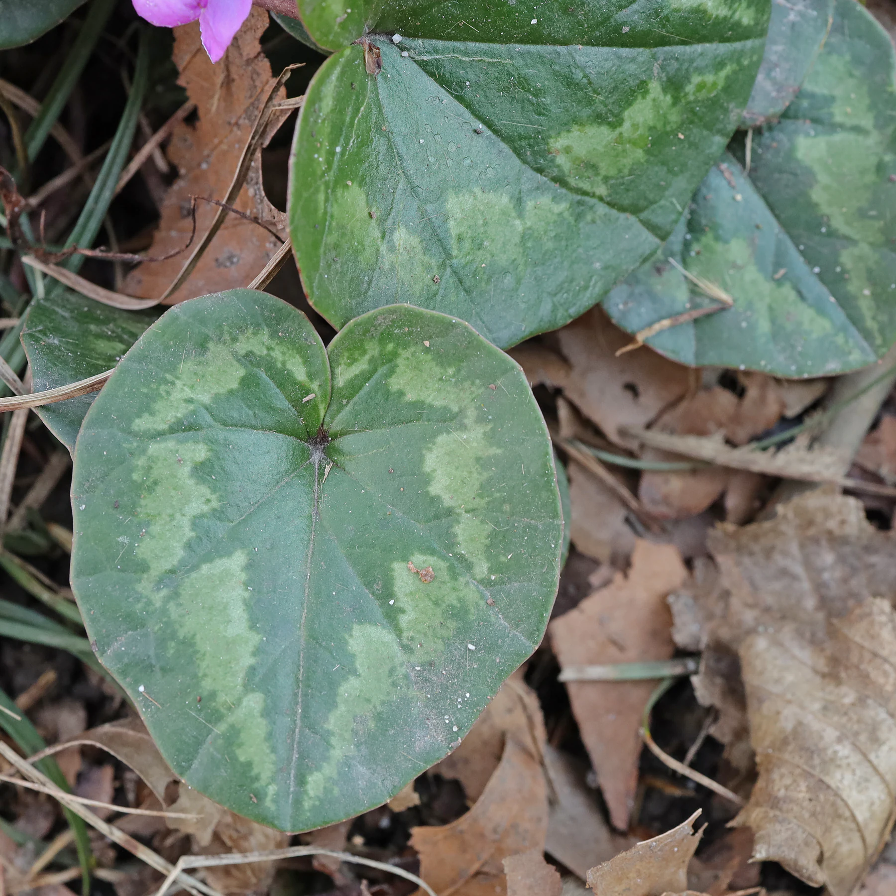 Cyclamen coum Blätter