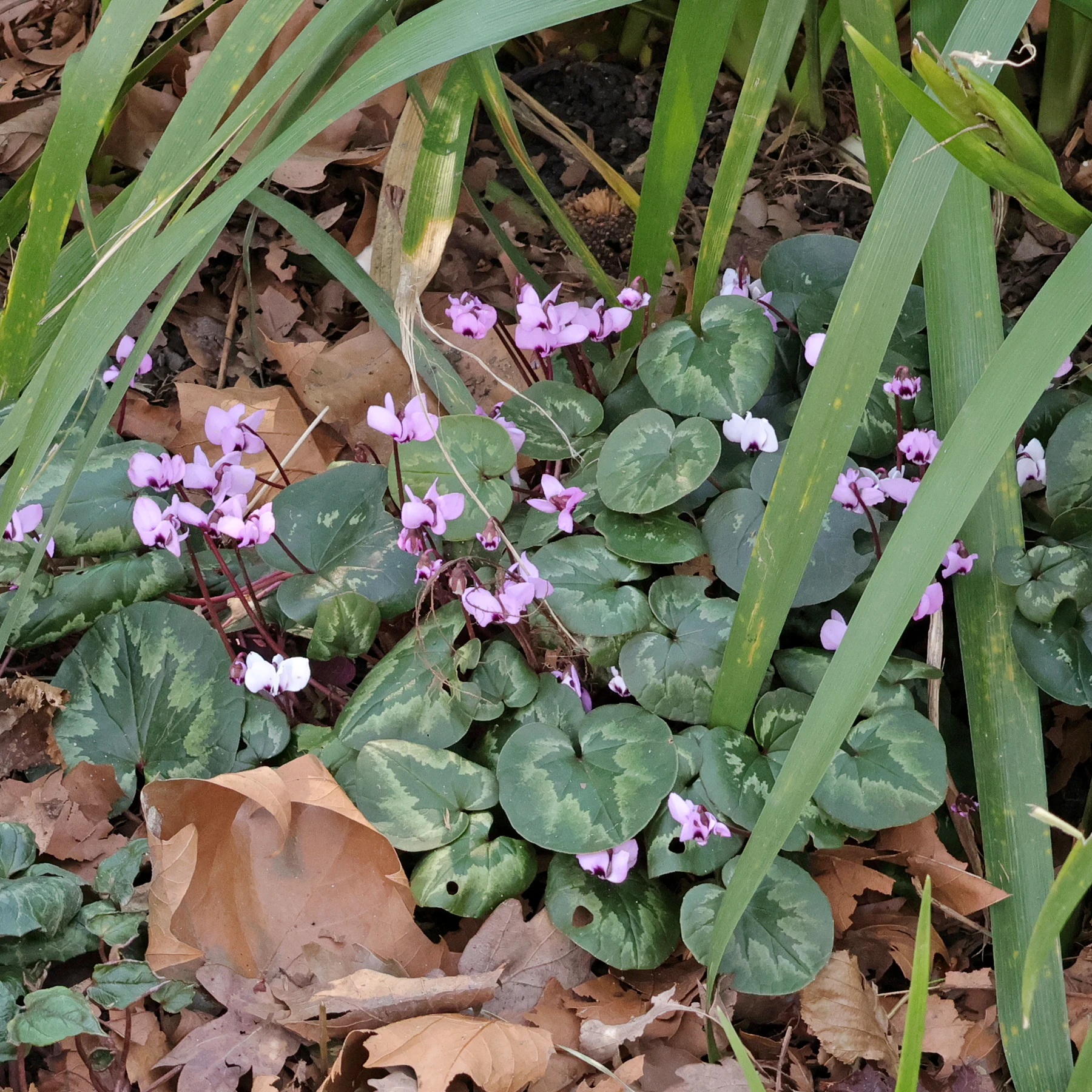 Cyclamen coum