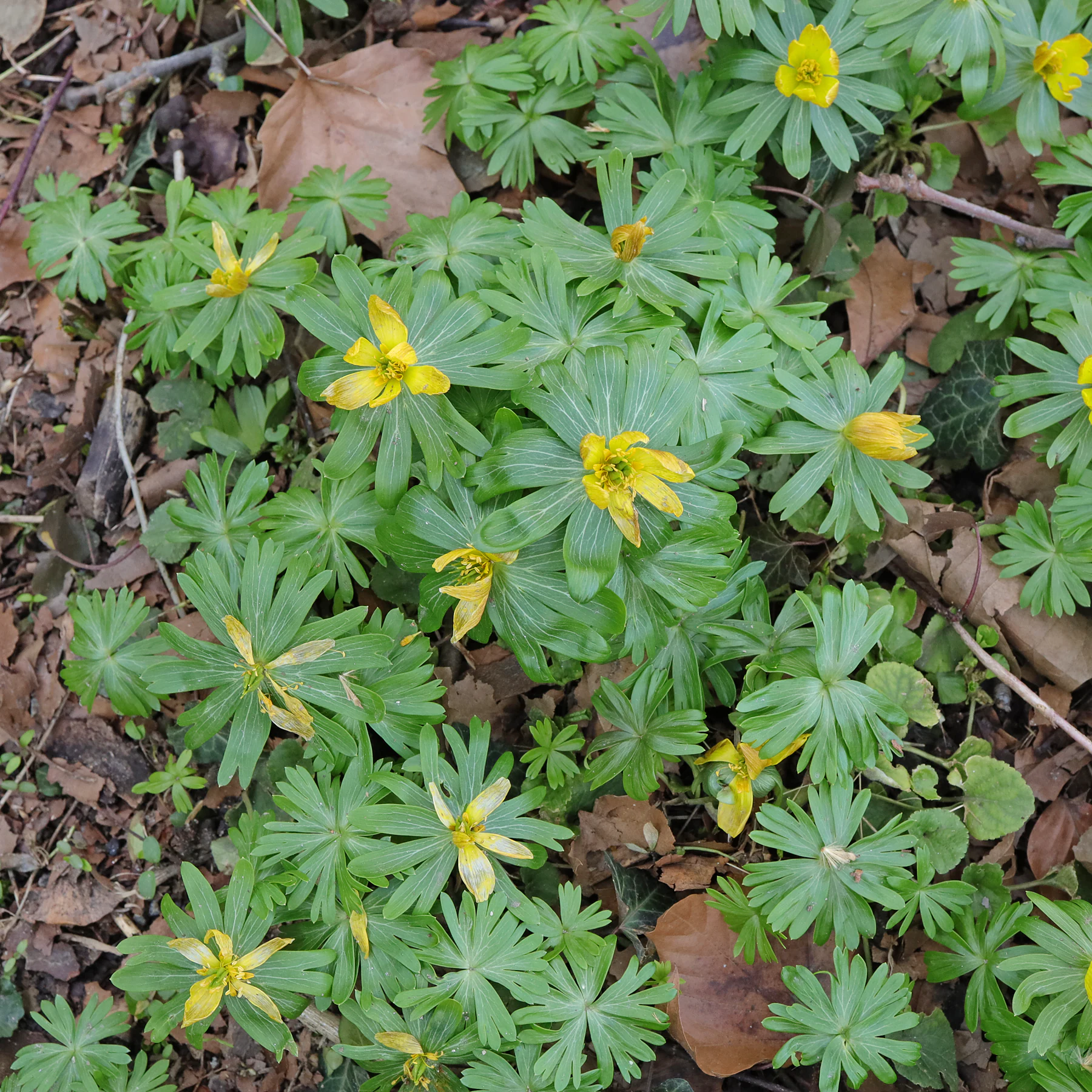 Eranthis hyemalis