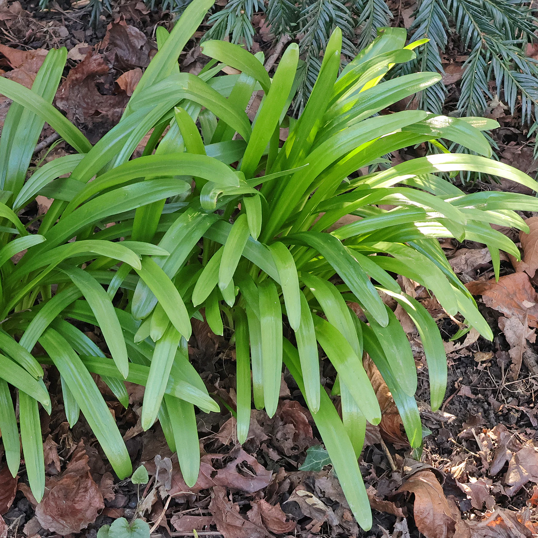 Galanthus woronowii Blätter