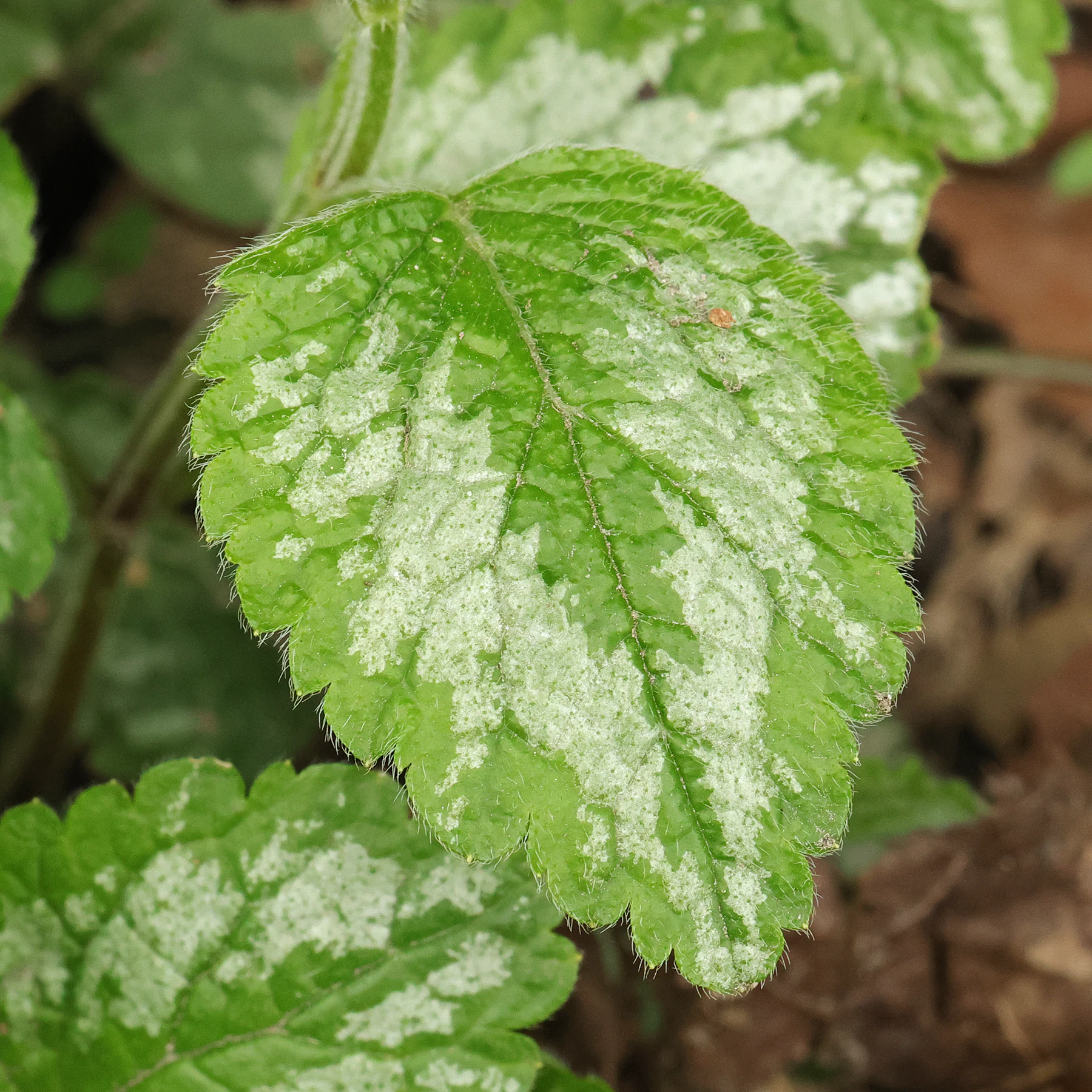 Goldnessel Blatt