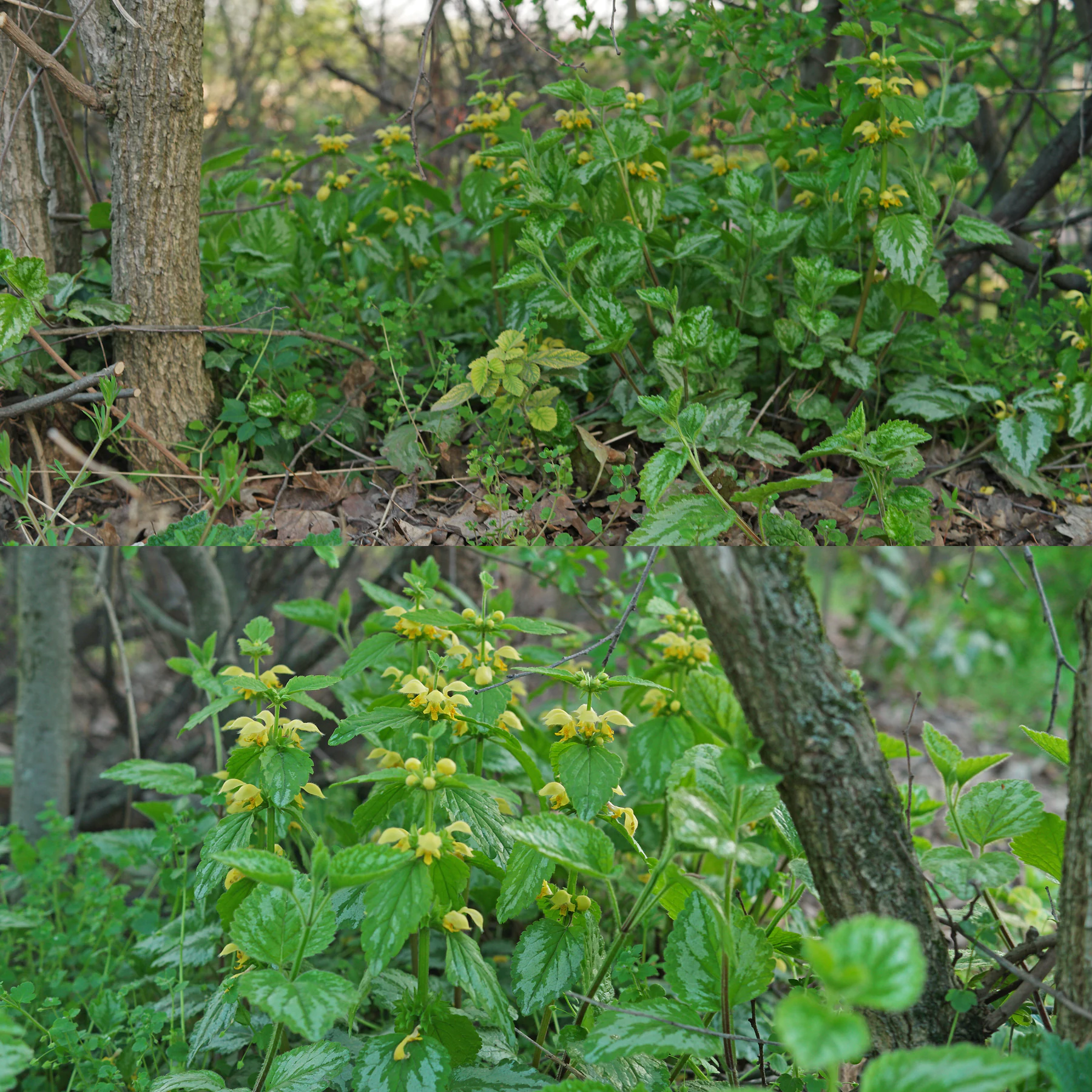 Goldnessel in Gebüsch