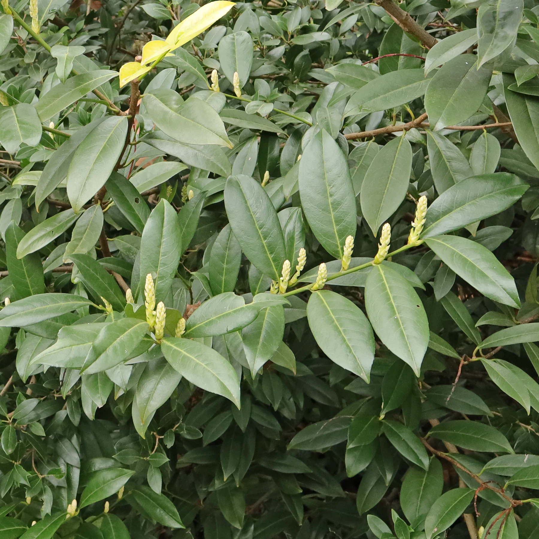 Kirschlorbeer Blätter und Knospen