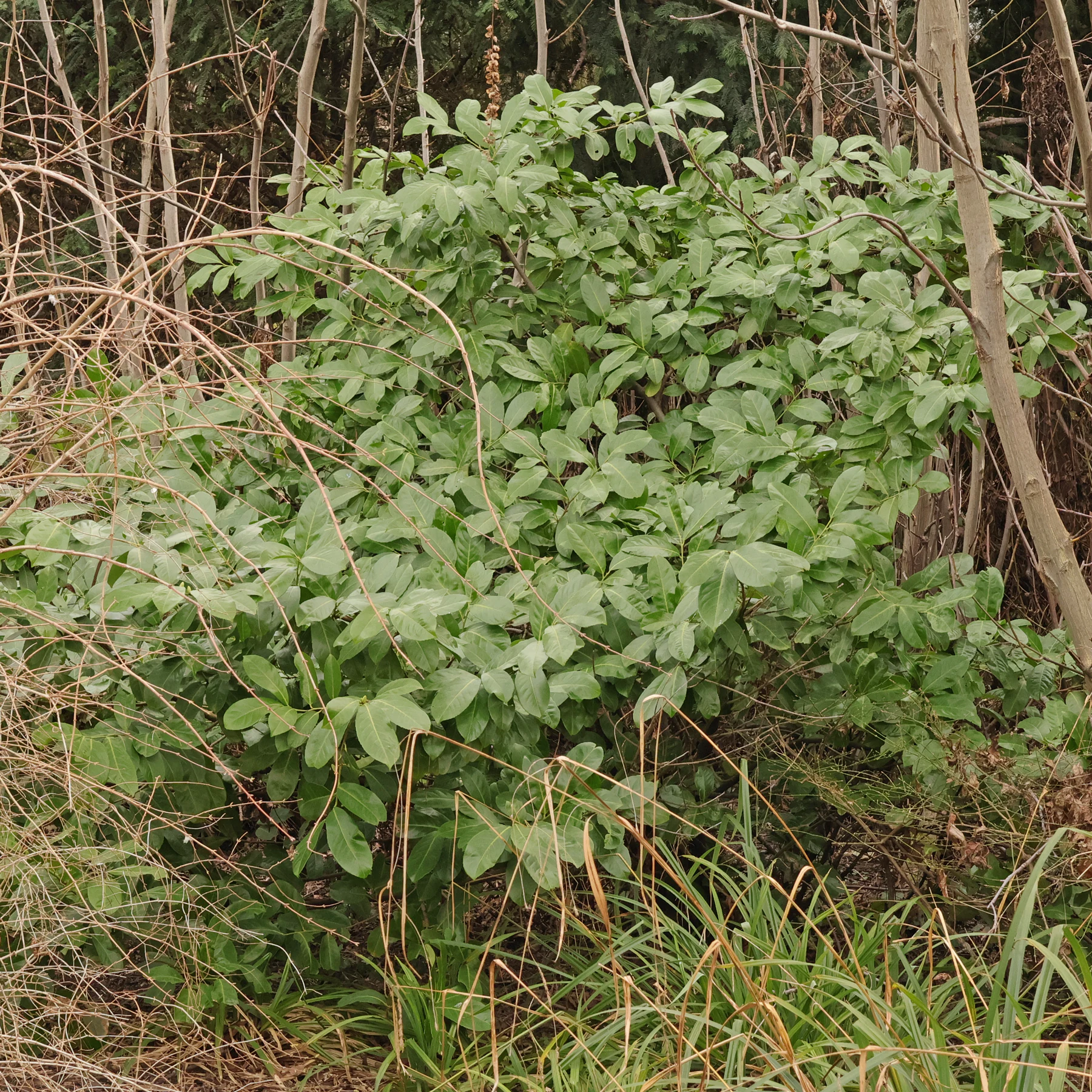 Kirschlorbeer Habitus Strauch
