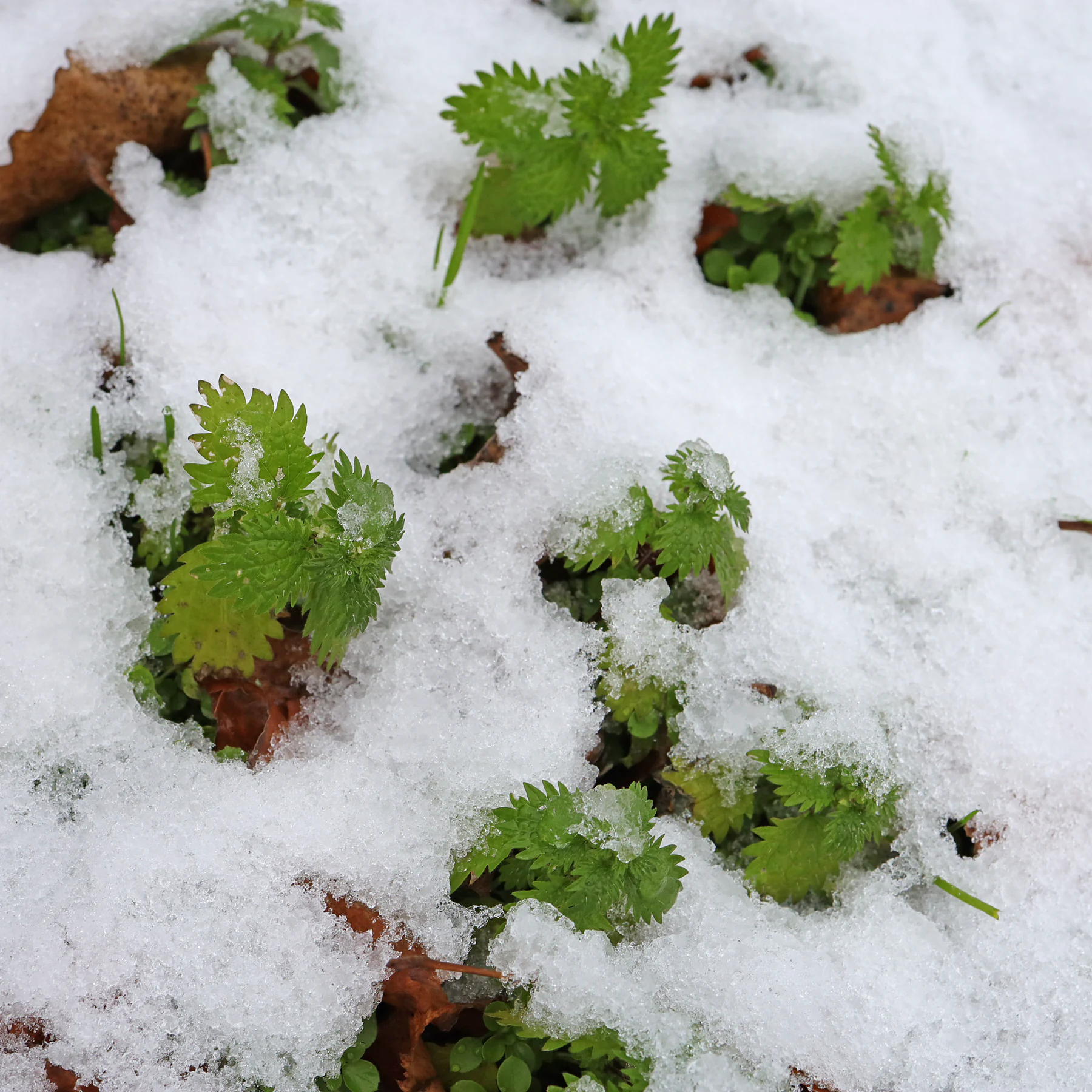 Kleine Brennnessel im Schnee