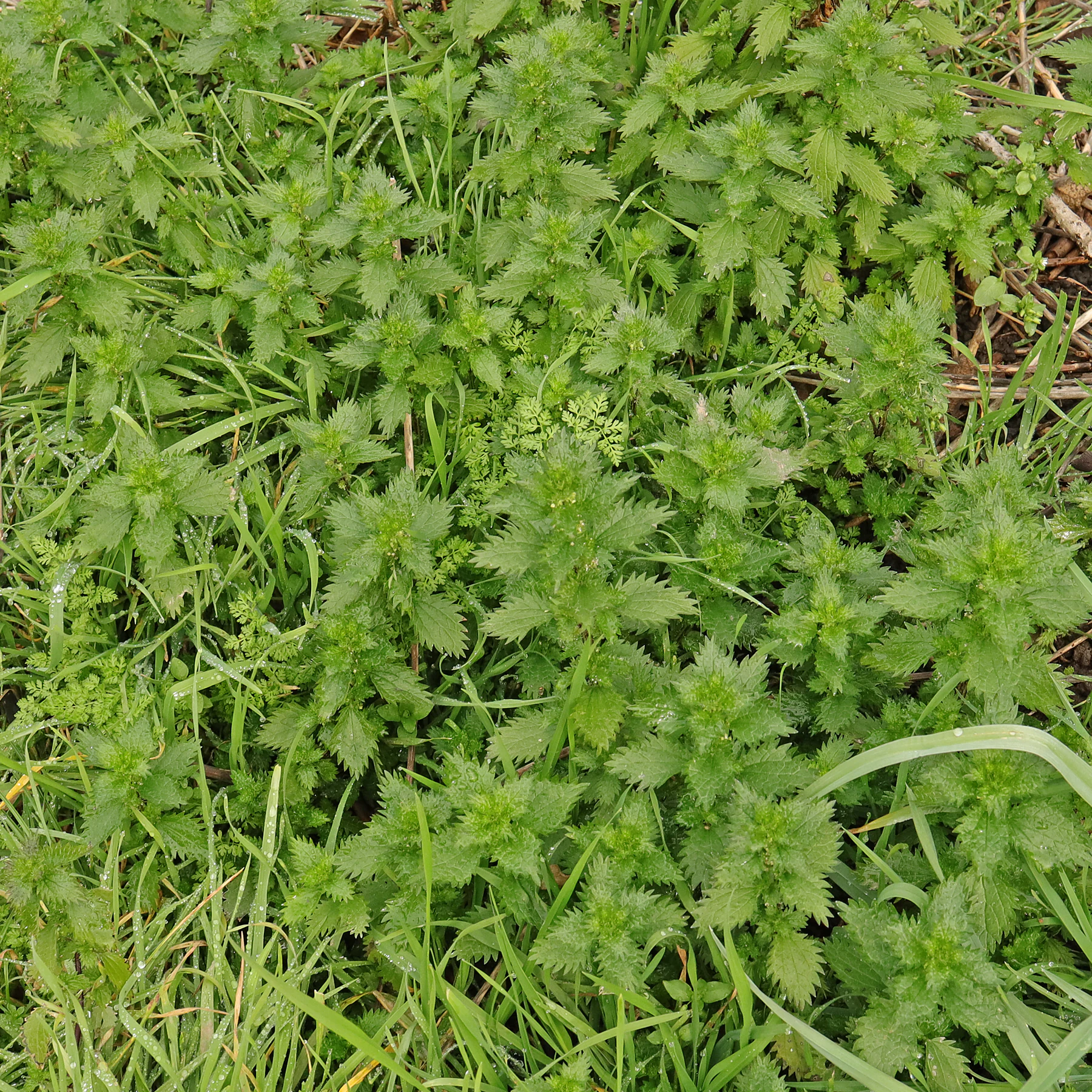 Kleine Brennnessel in Wiese