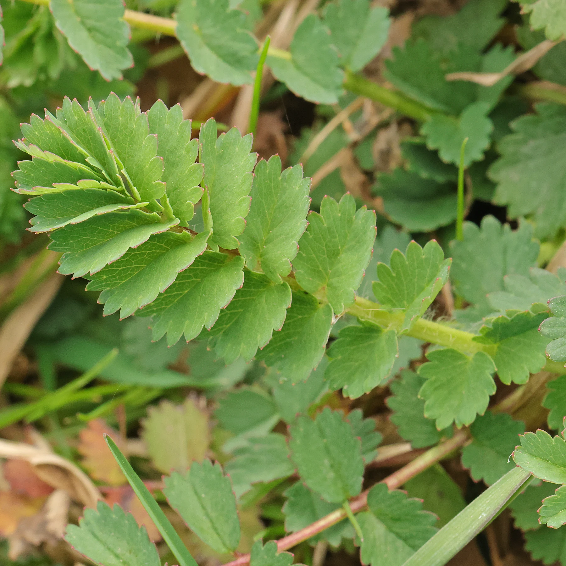 Kleiner Wiesenknopf Fiederblatt