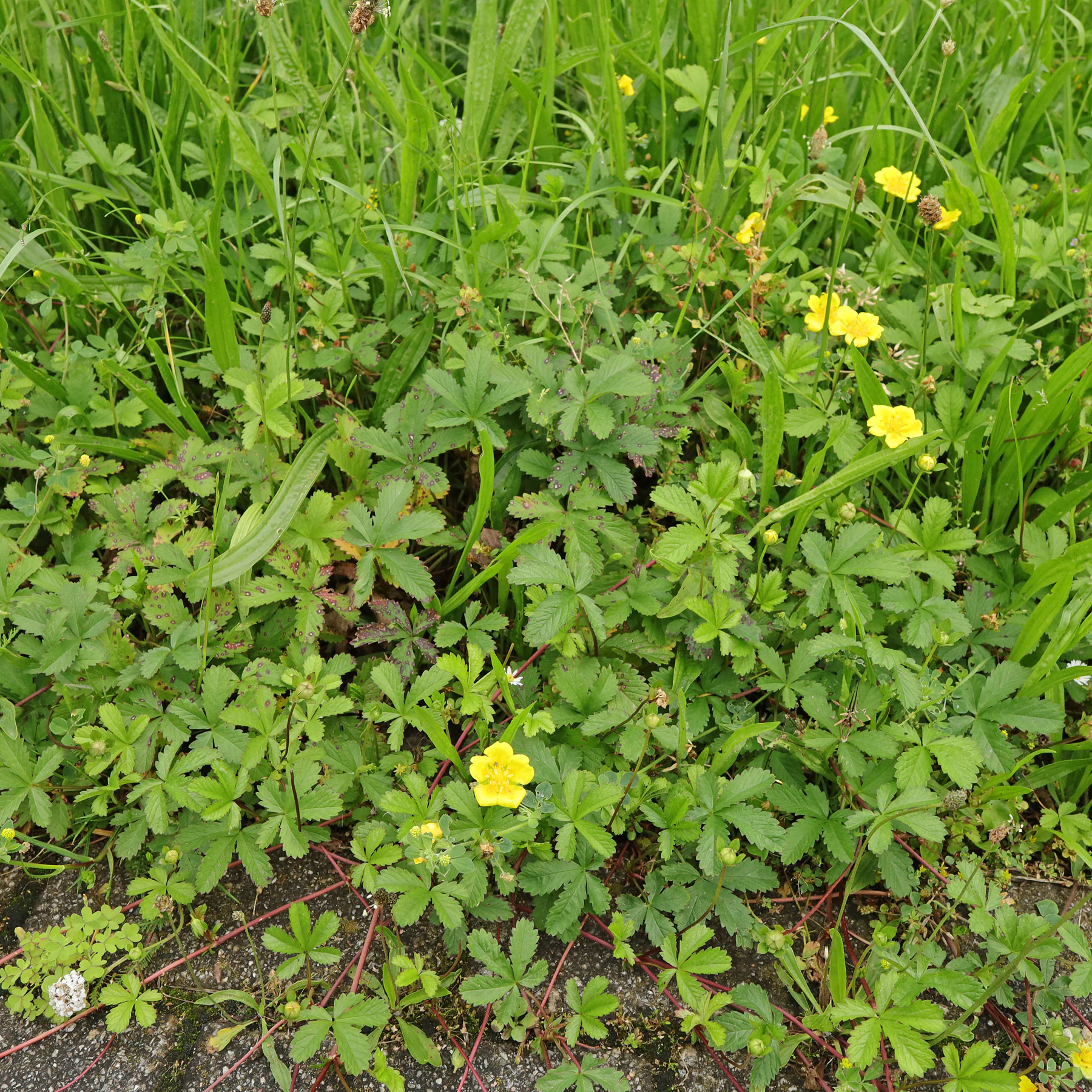 Kriechendes Fingerkraut Habitus