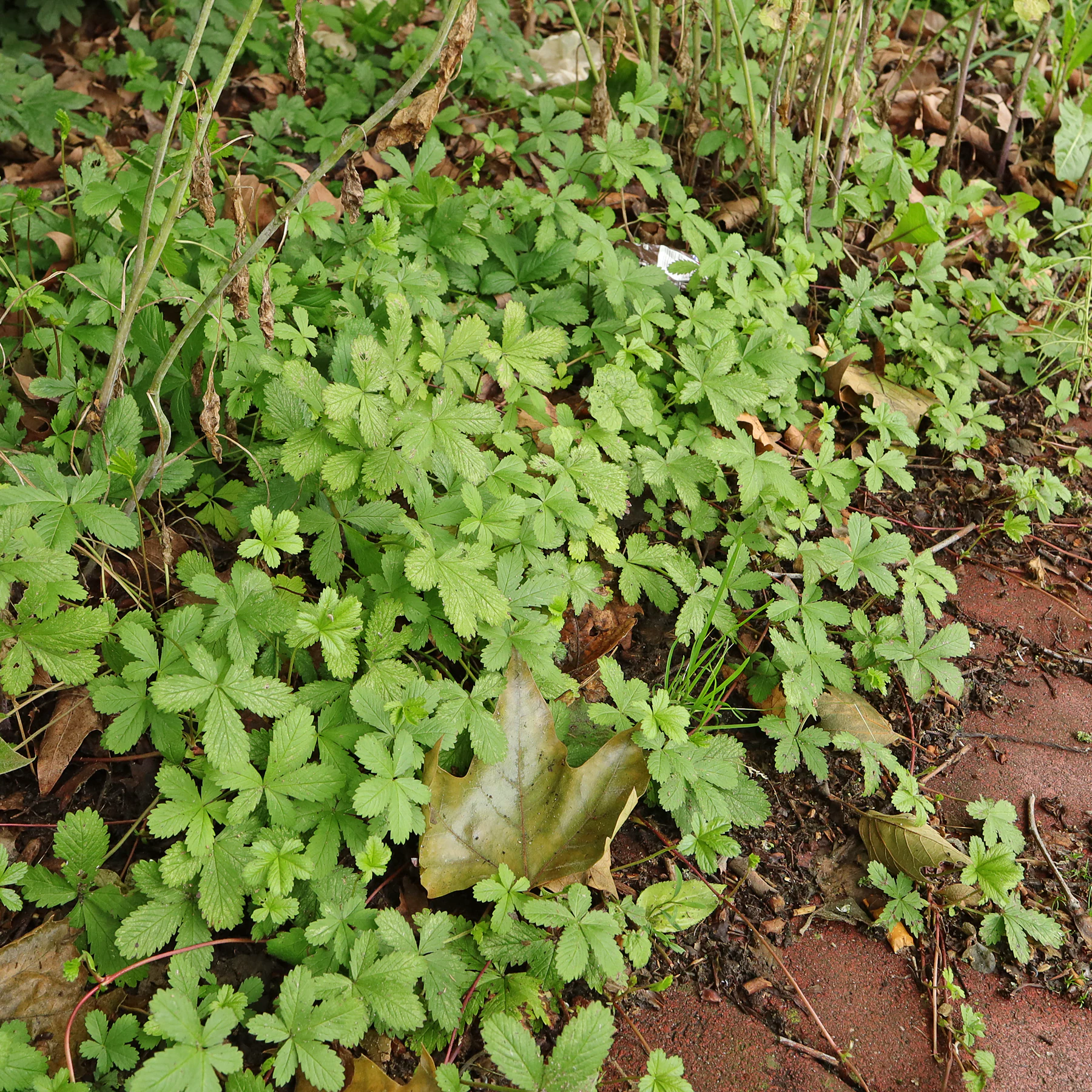 Kriechendes Fingerkraut am Wegrand