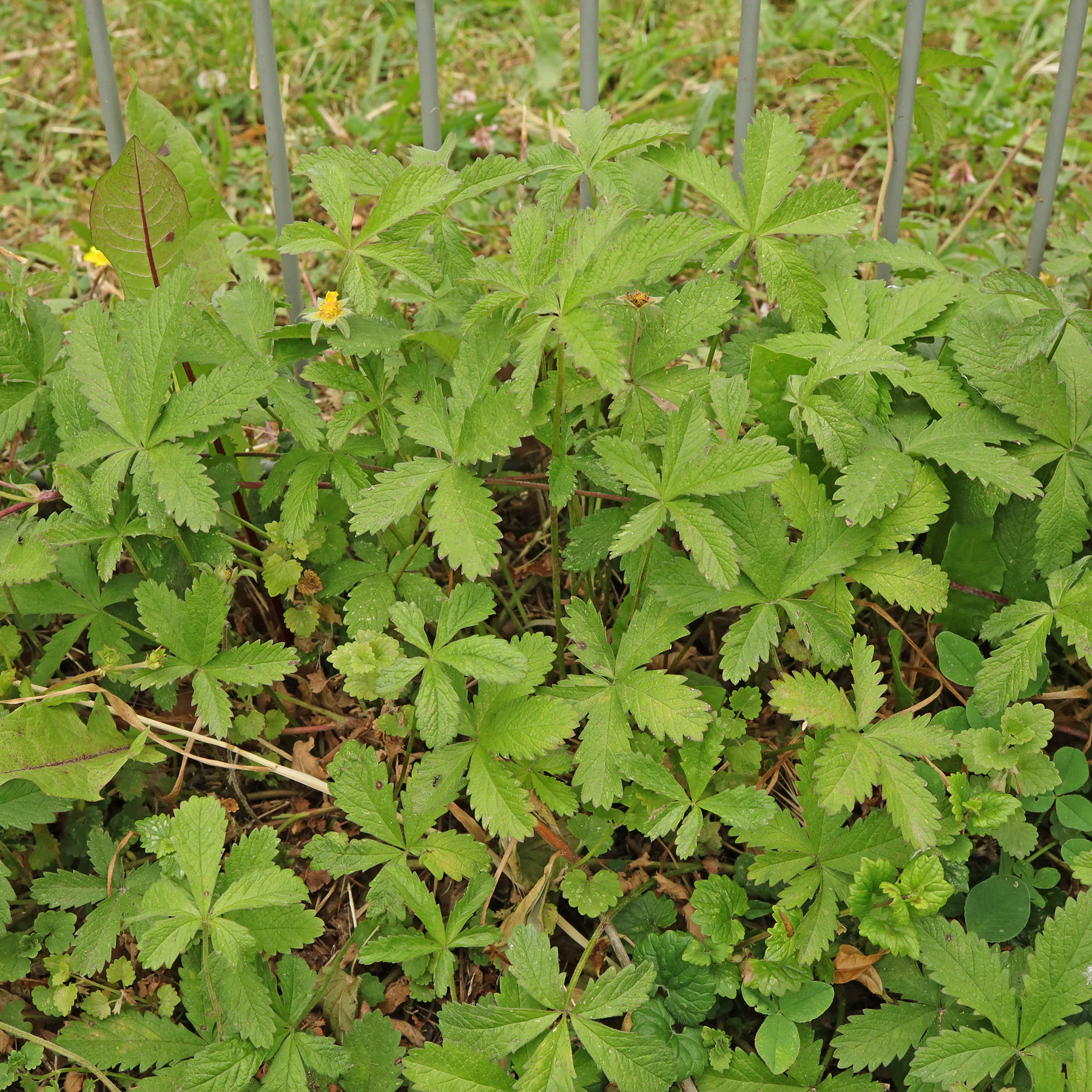 Kriechendes Fingerkraut an Zaun