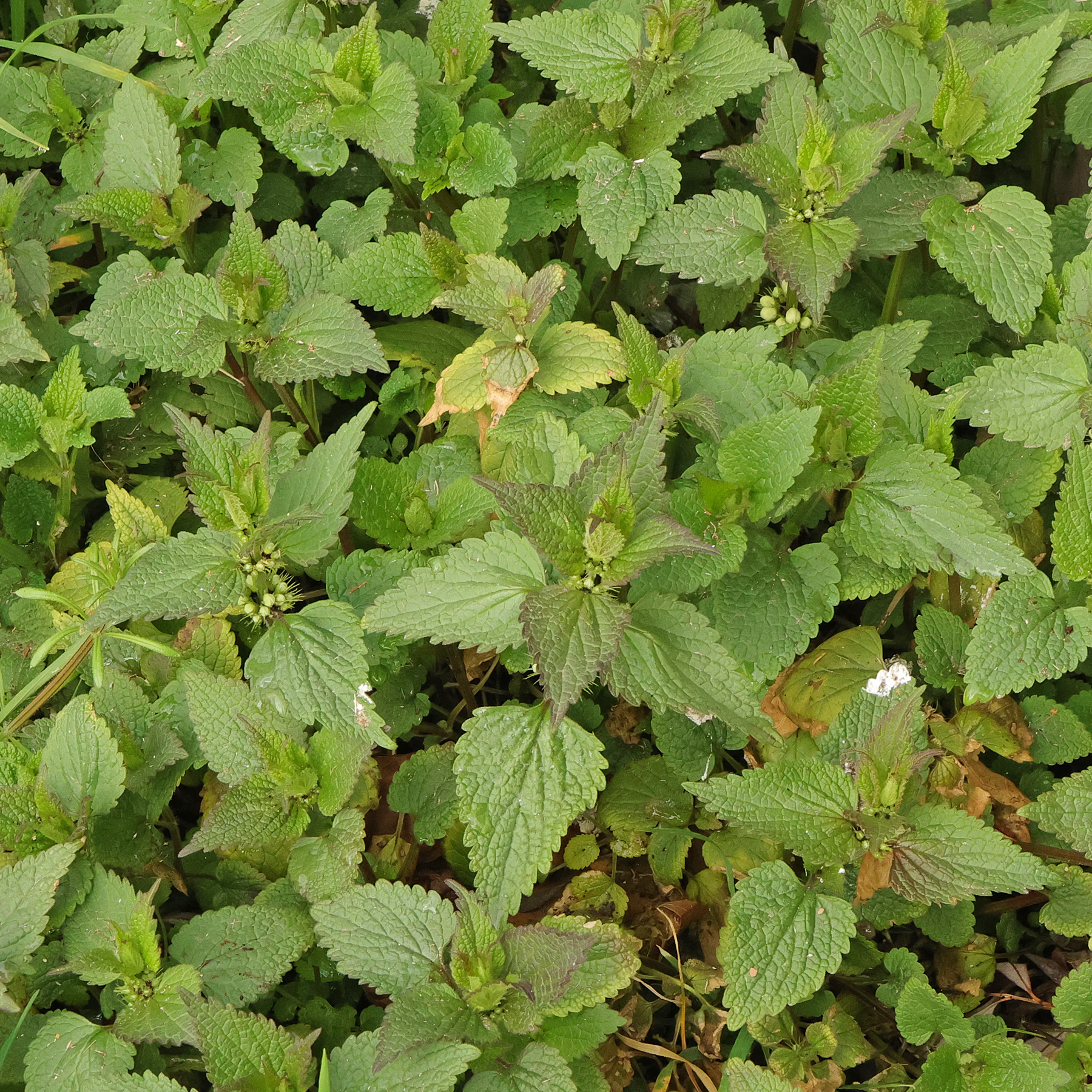 Lamium album Blätter