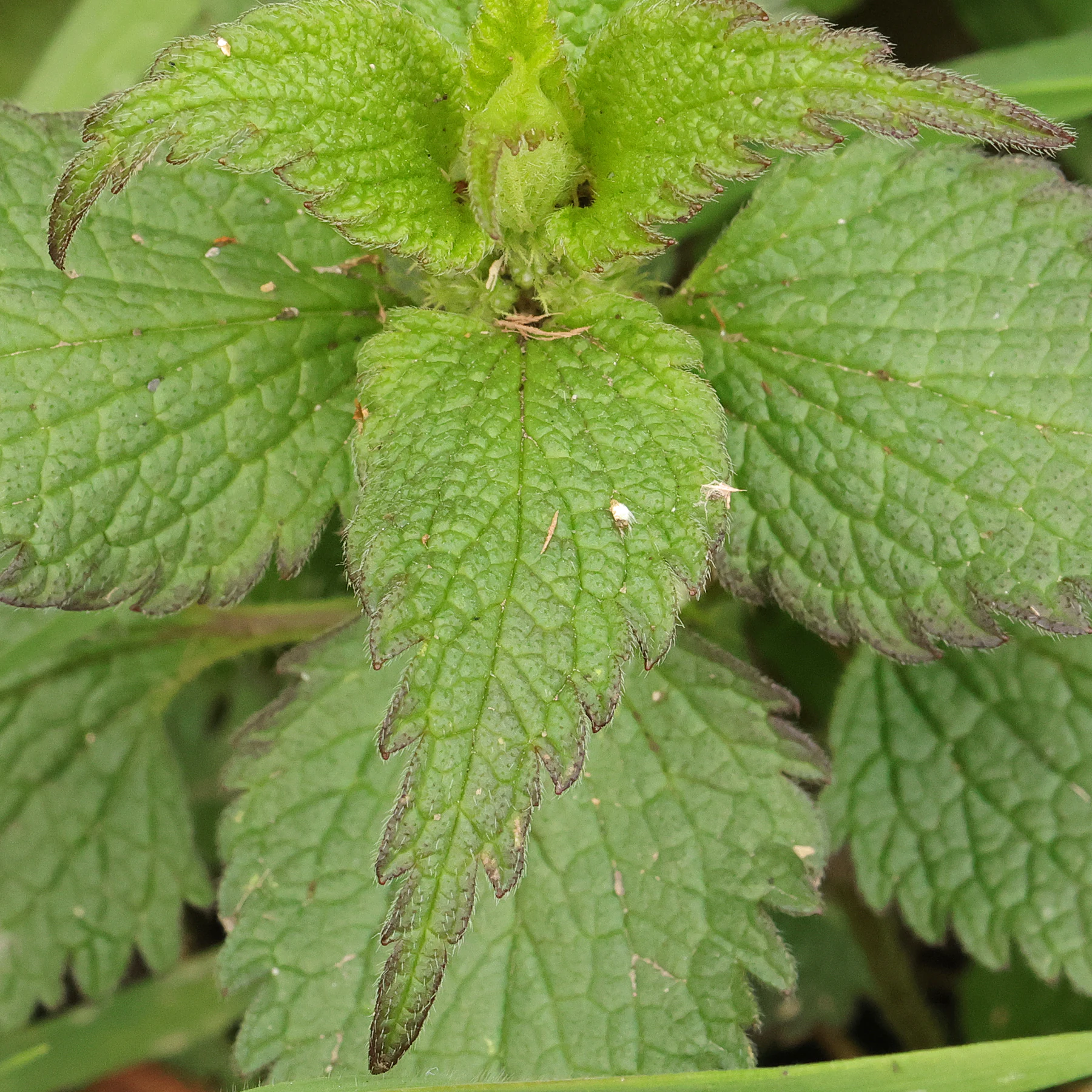 Lamium album Blatt