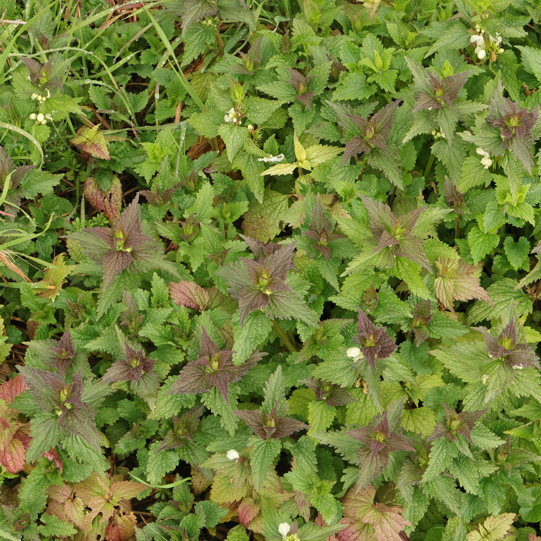 Lamium album Habitus