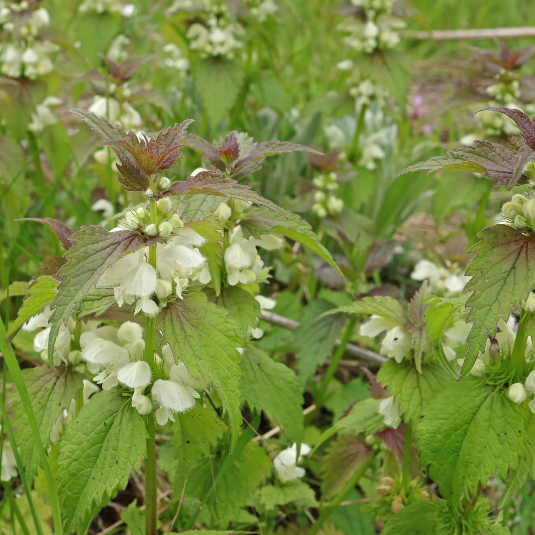Lamium album