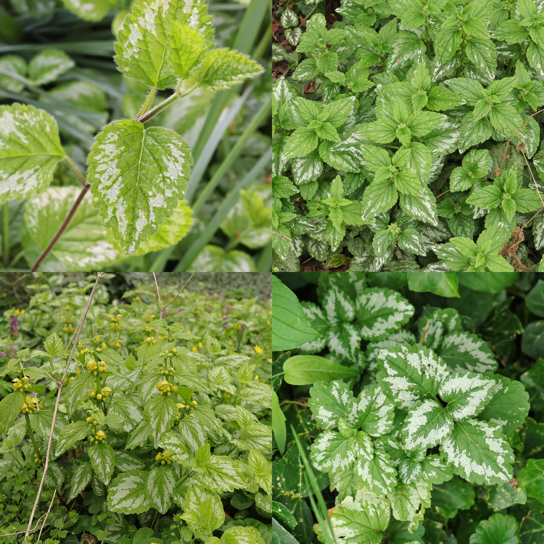 Lamium galeobdolon Blätter