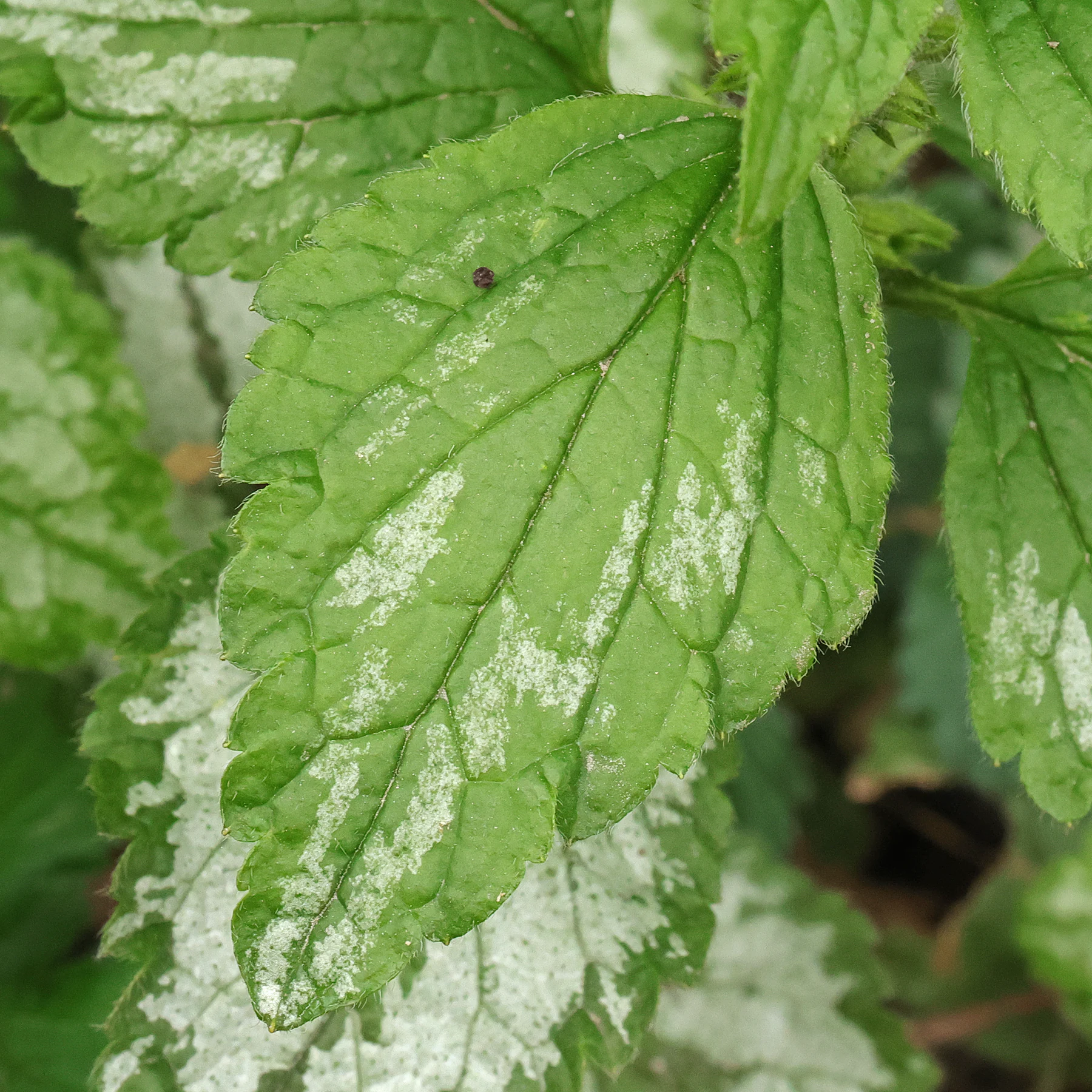 Lamium galeobdolon Blatt