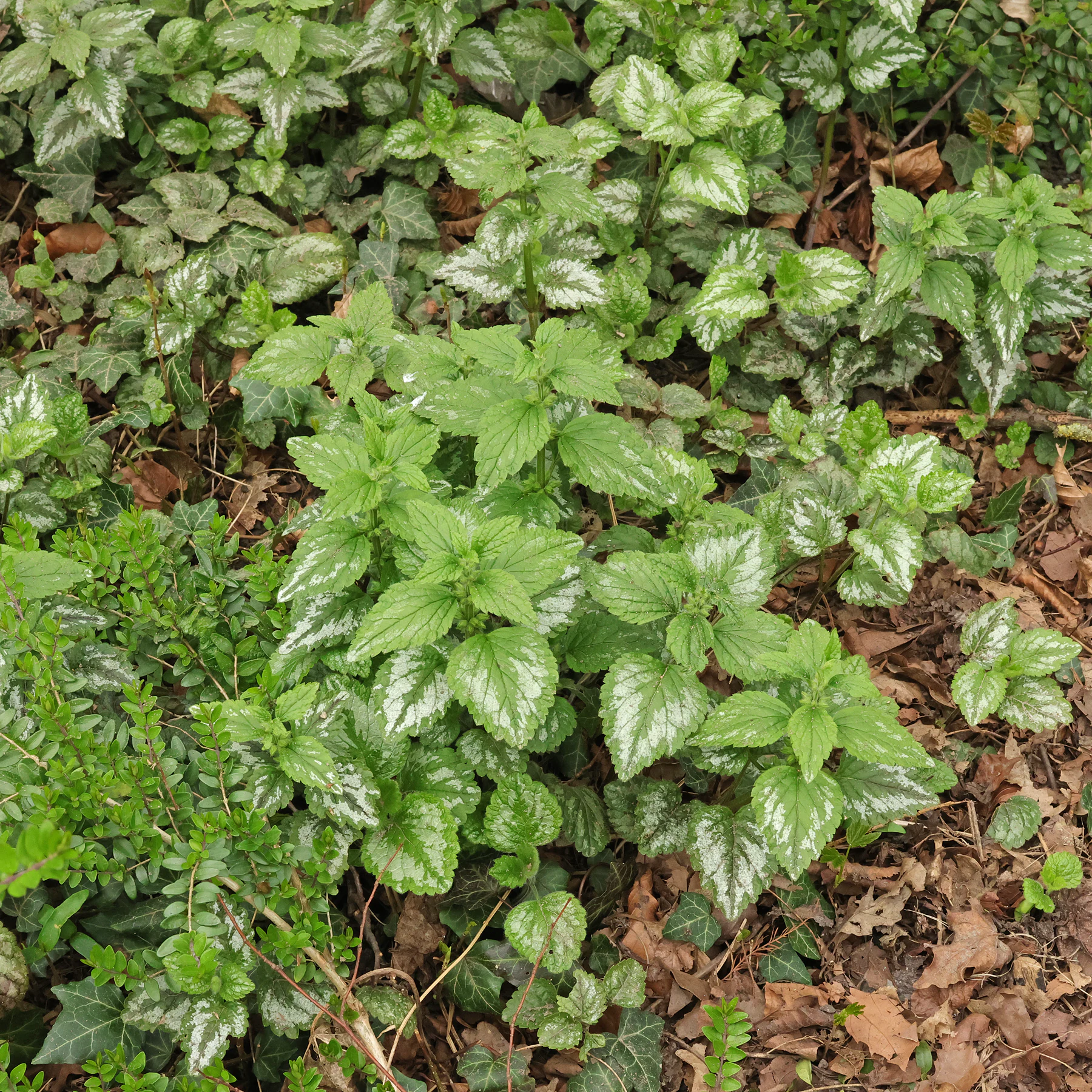 Lamium galeobdolon Florentinum