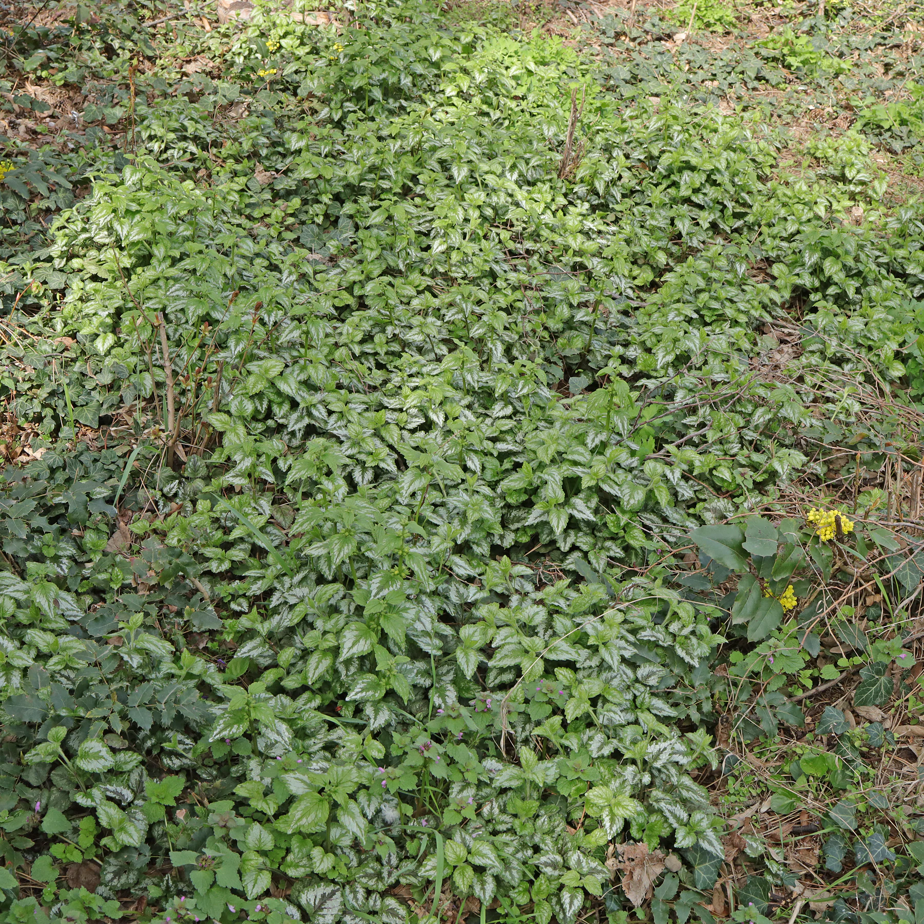 Lamium galeobdolon Habitus