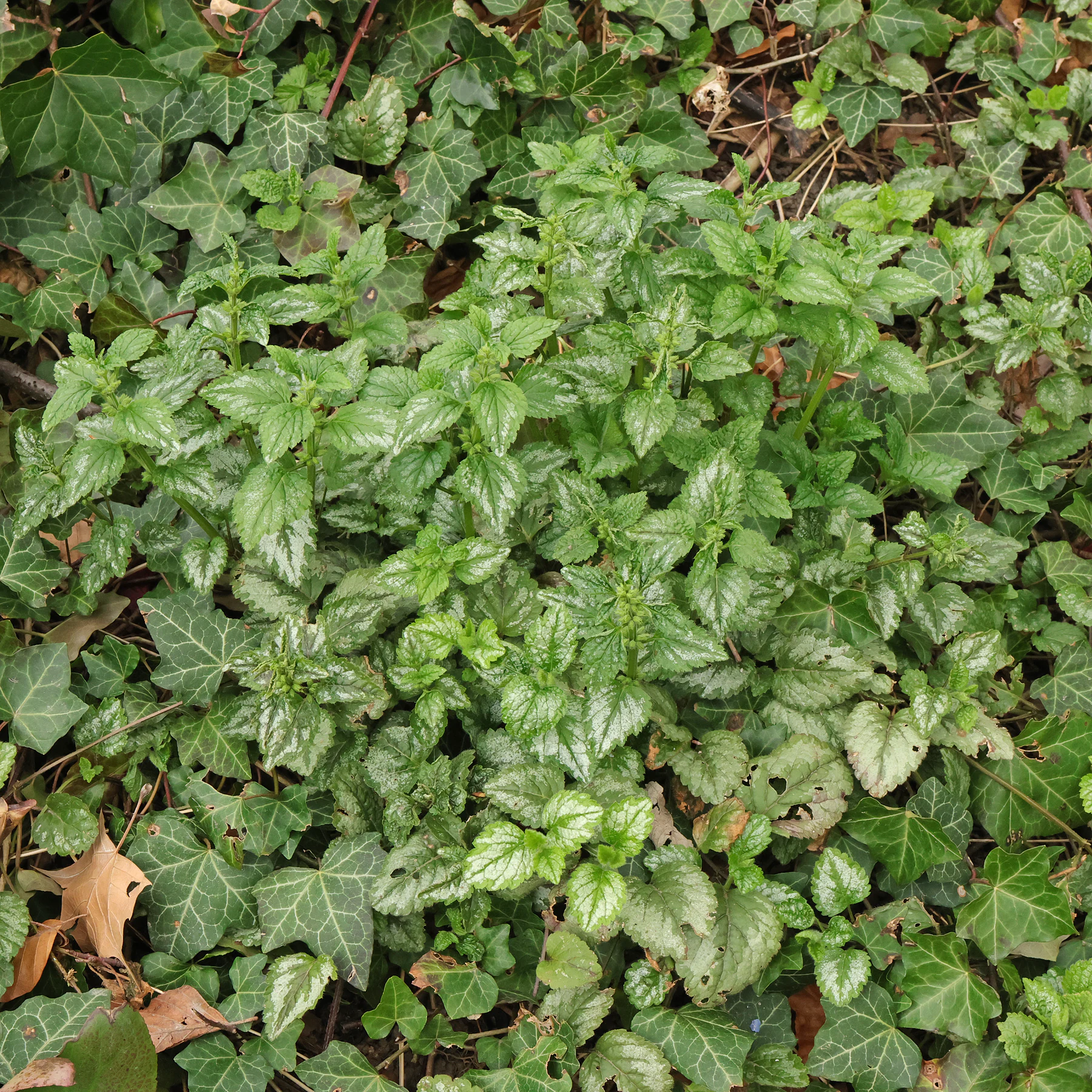 Lamium galeobdolon & Hedera helix