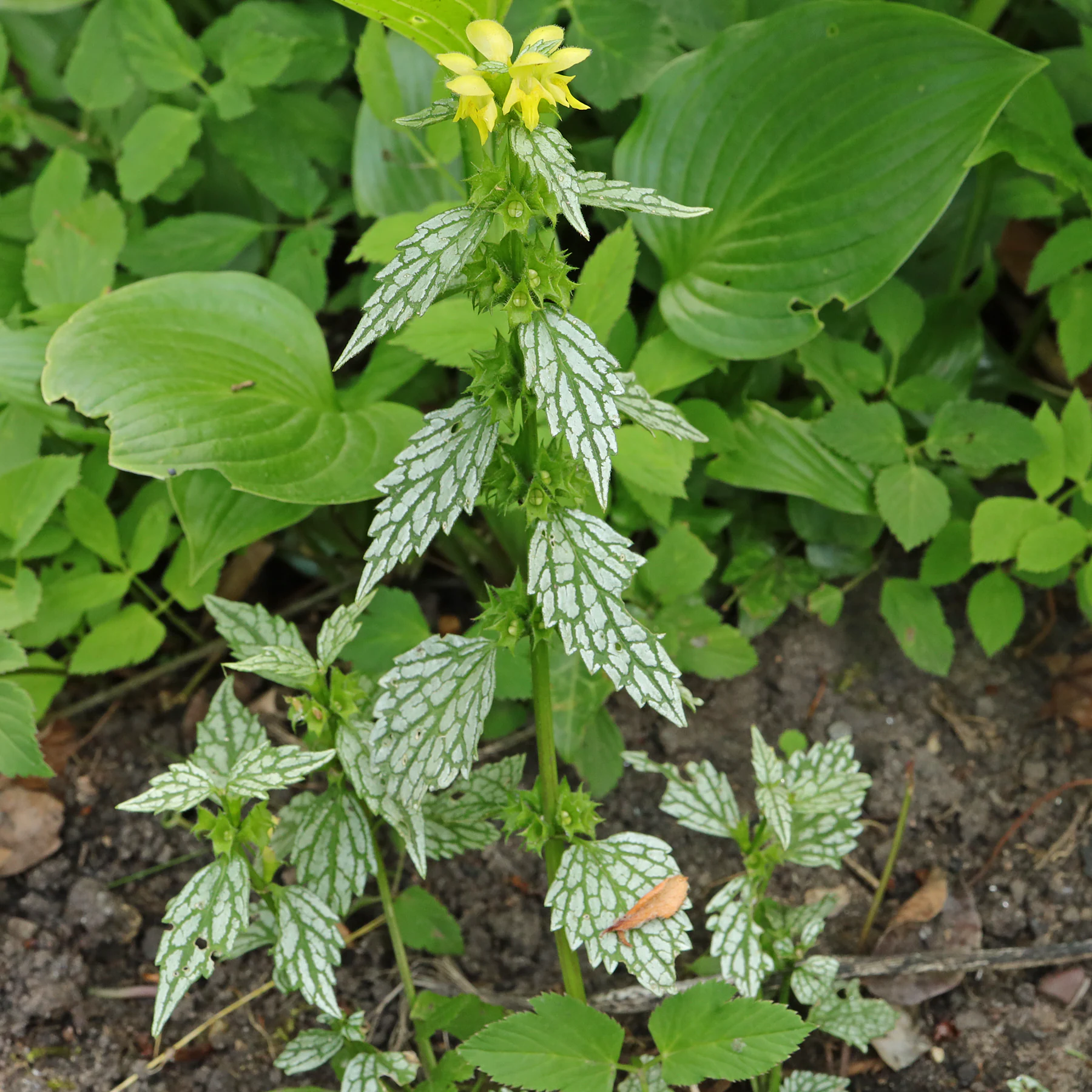 Lamium galeobdolon Silberteppich