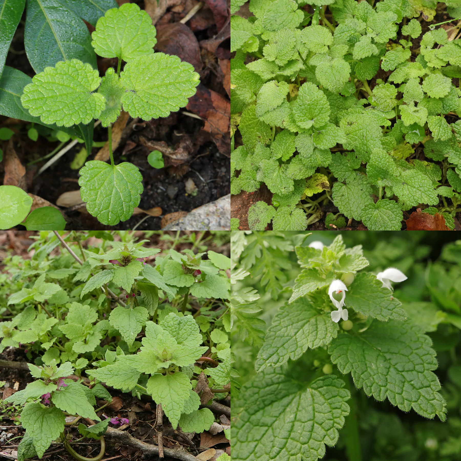 Lamium purpureum Blätter
