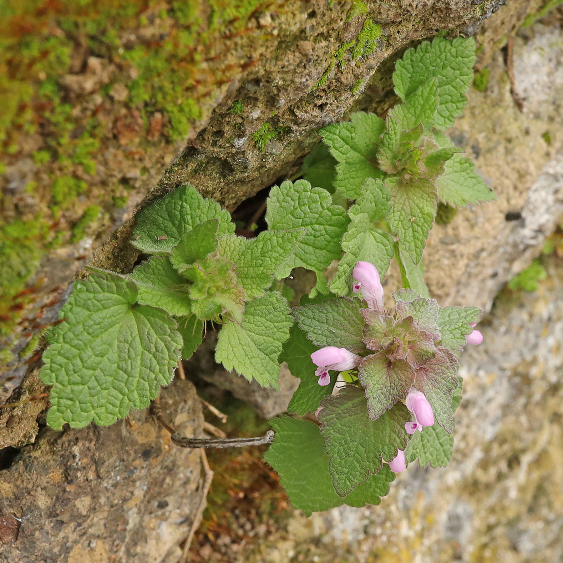 Lamium purpureum auf Mauer