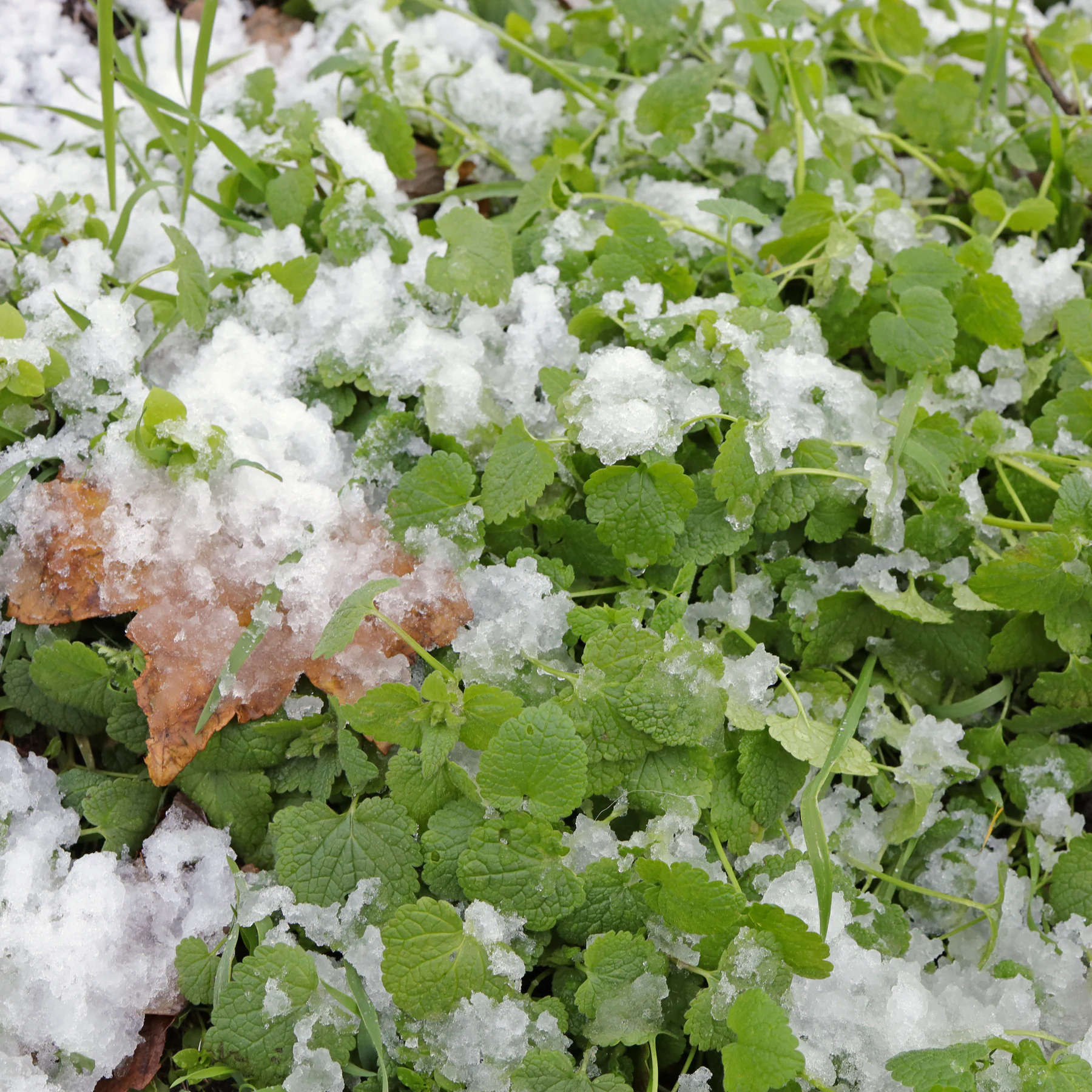 Lamium purpureum im Schnee