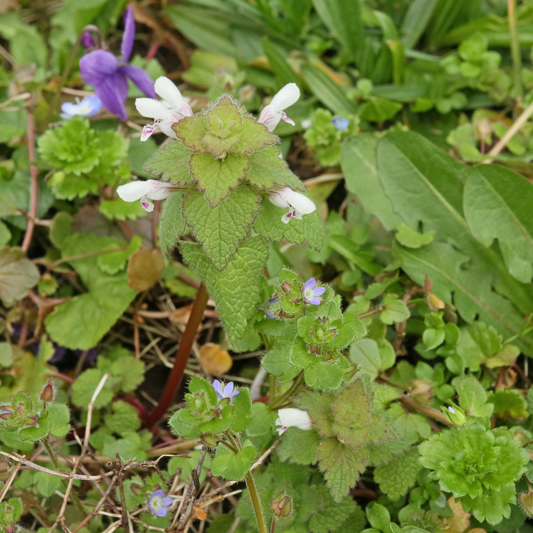 Lamium purpureum in Wiese