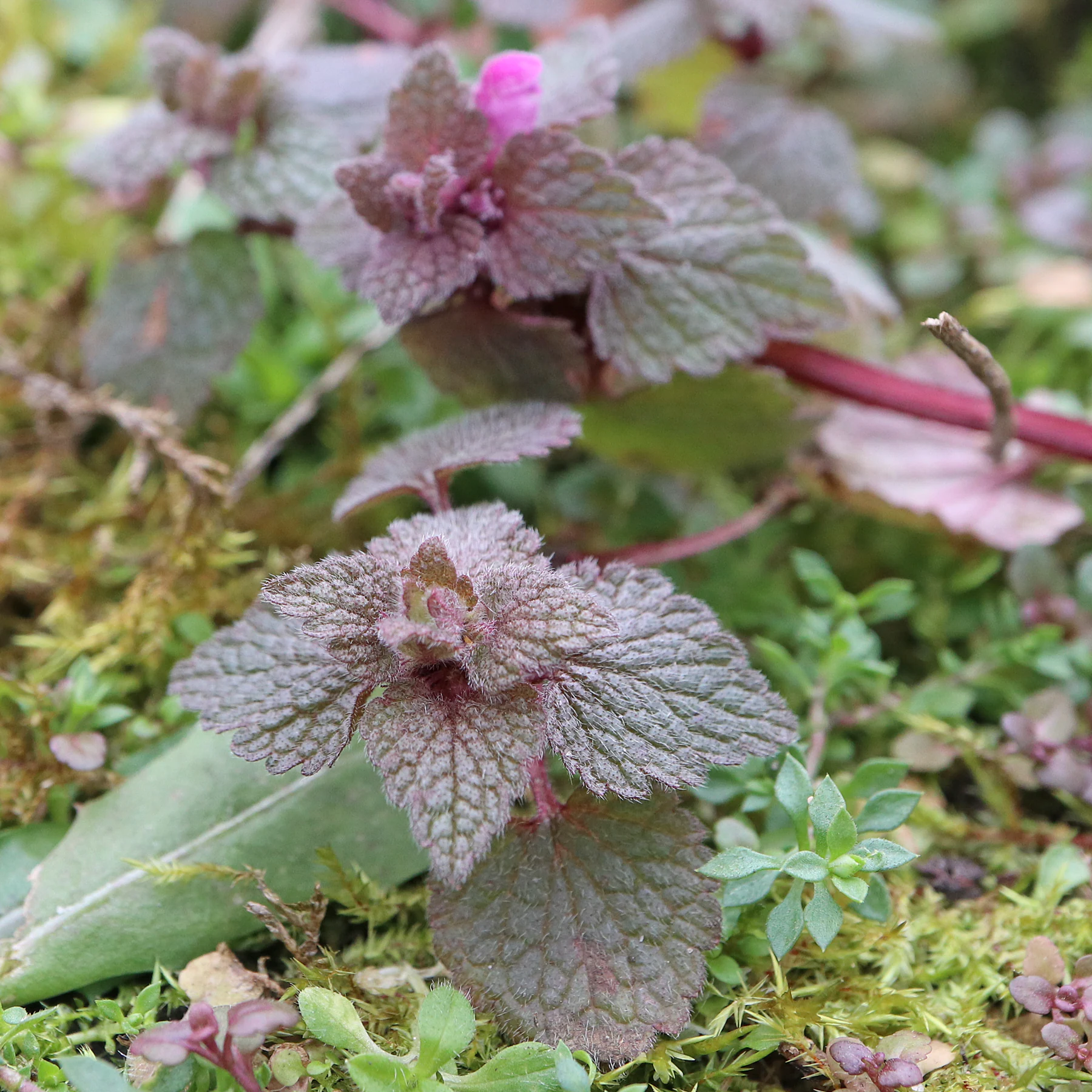 Lamium purpureum rote Blätter