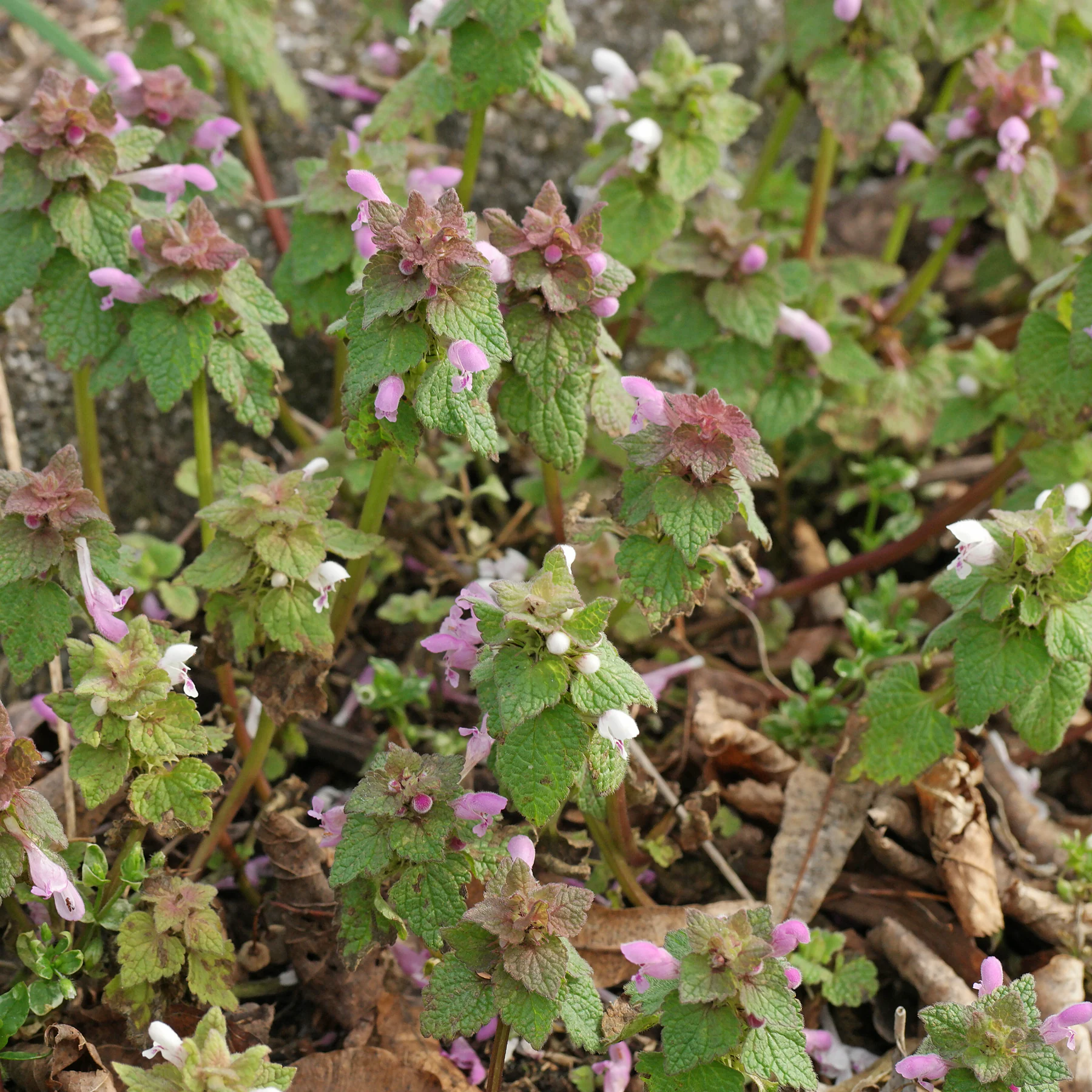 Lamium purpureum