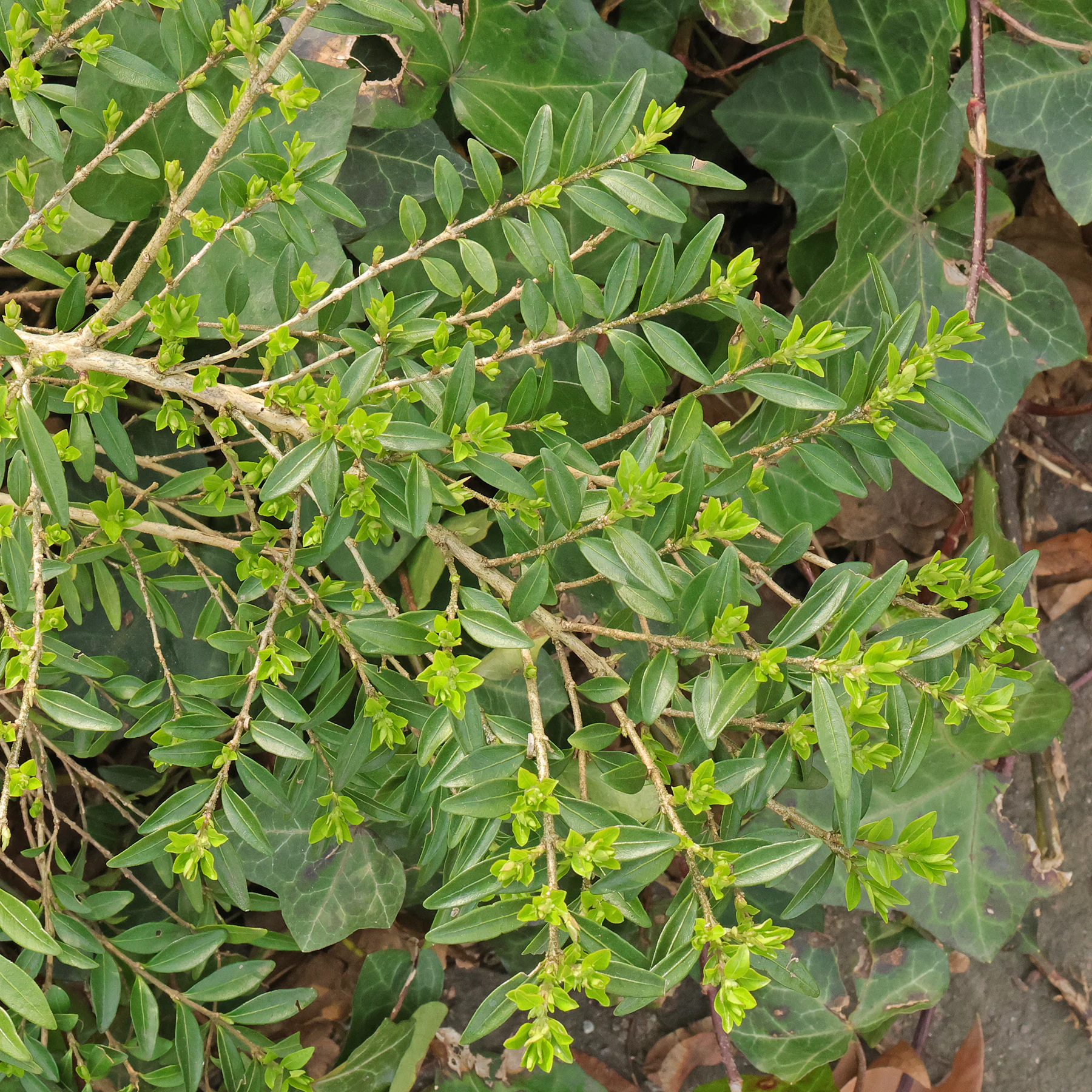 Lonicera ligustrina Äste und Blätter