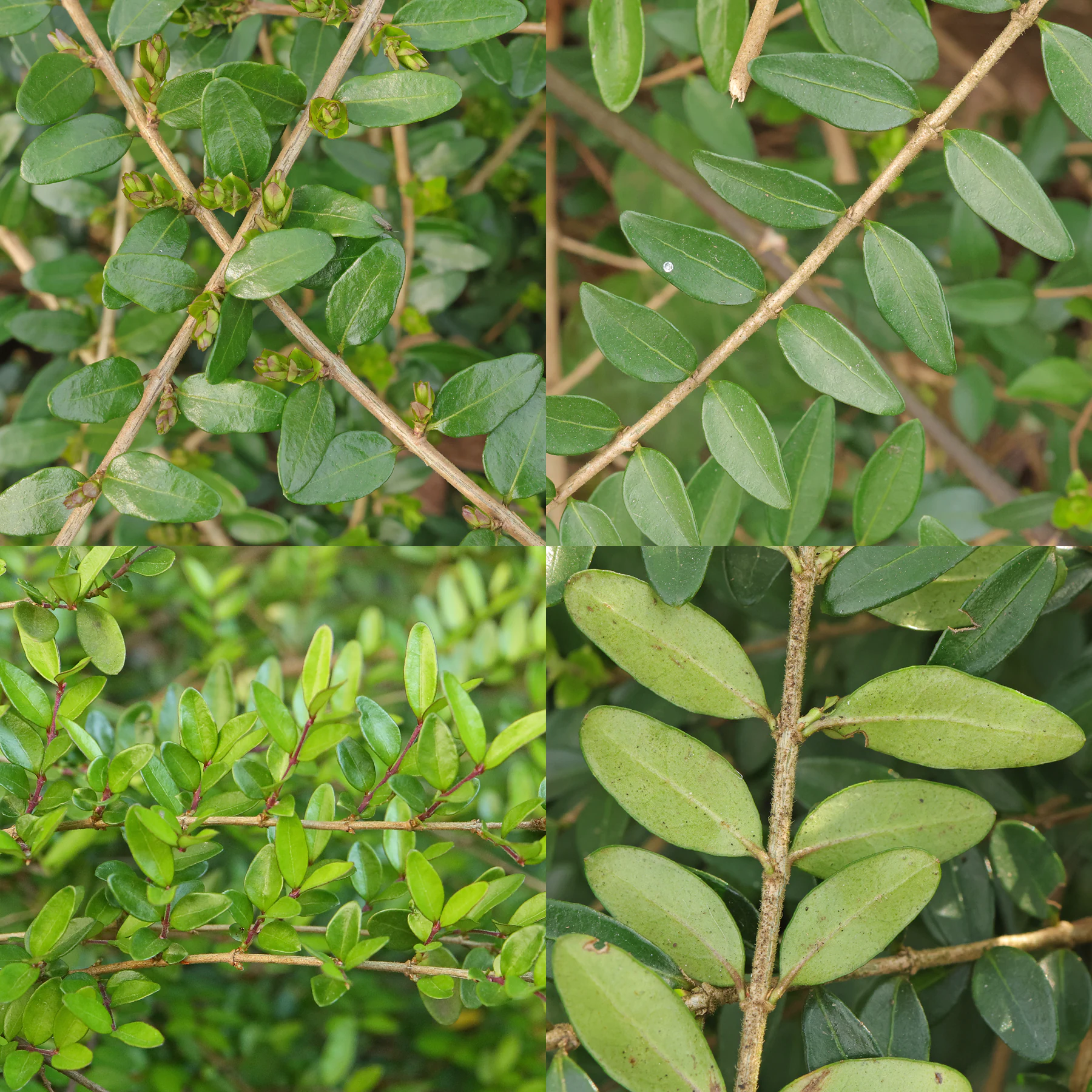 Lonicera ligustrina Blätter