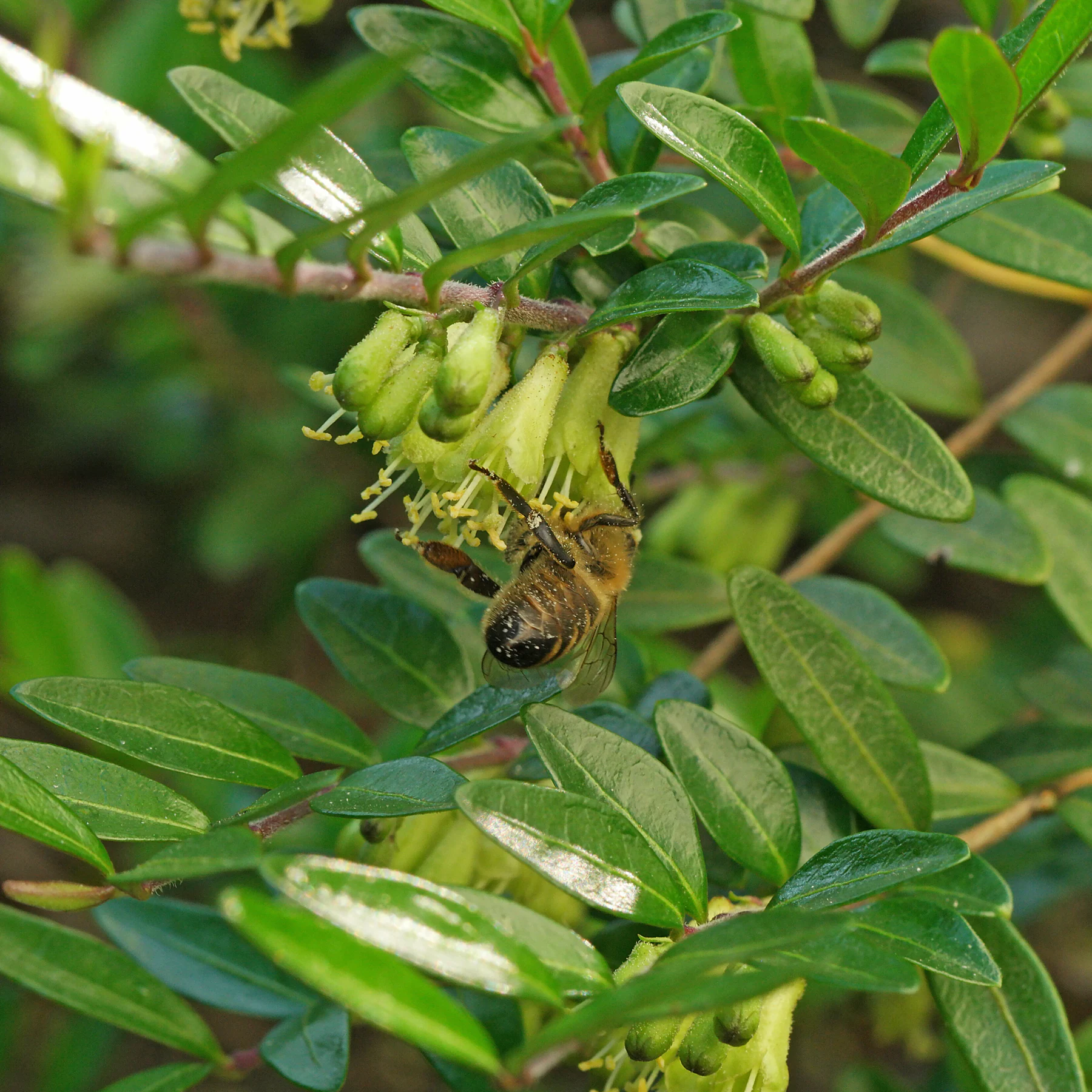 Lonicera ligustrina Blüten
