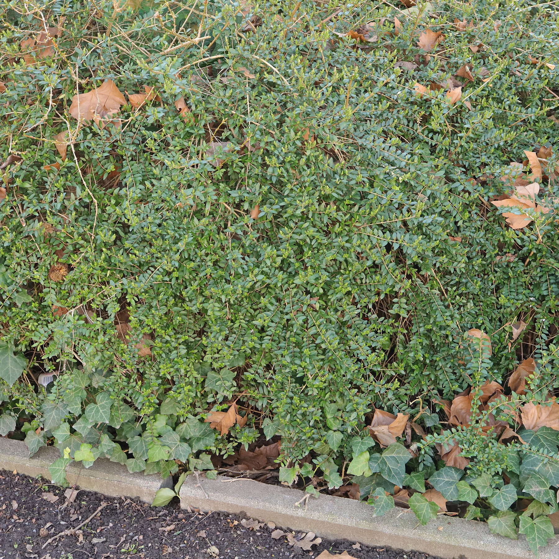 Lonicera ligustrina Habitus