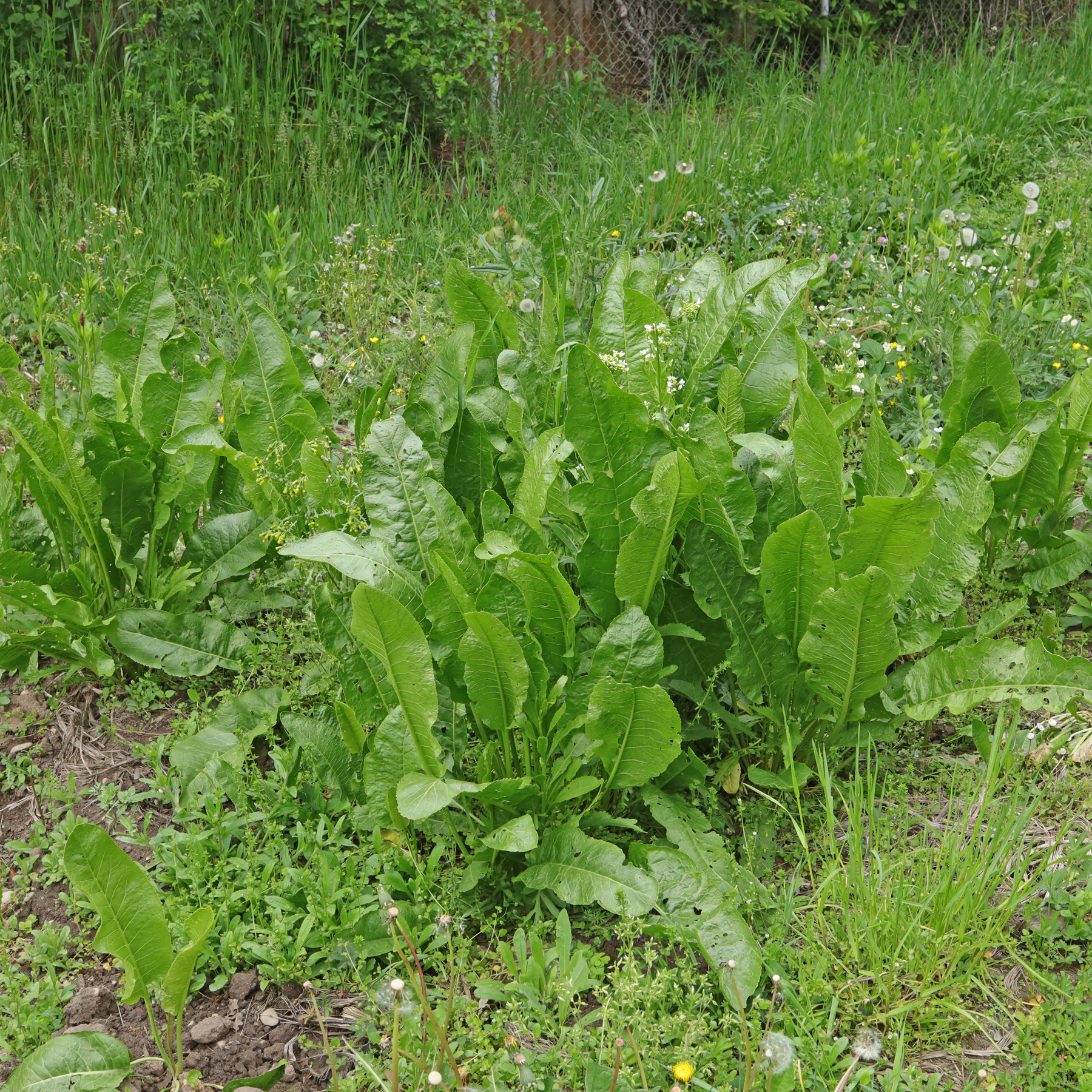 Meerrettich in Garten