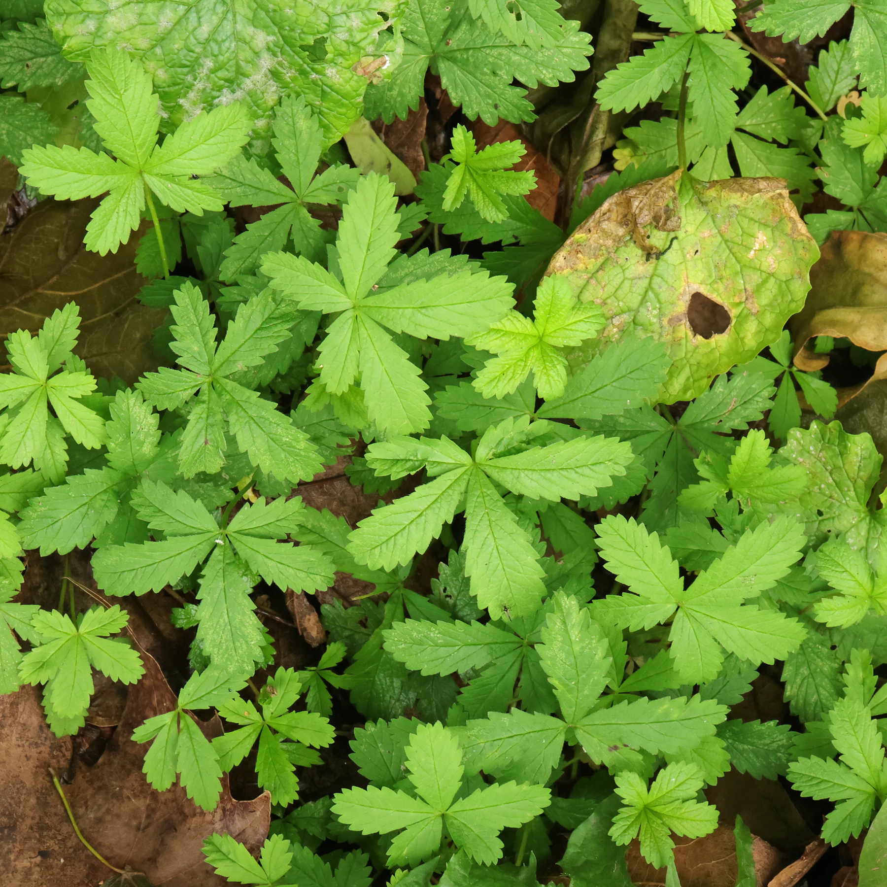 Potentilla reptans Blätter