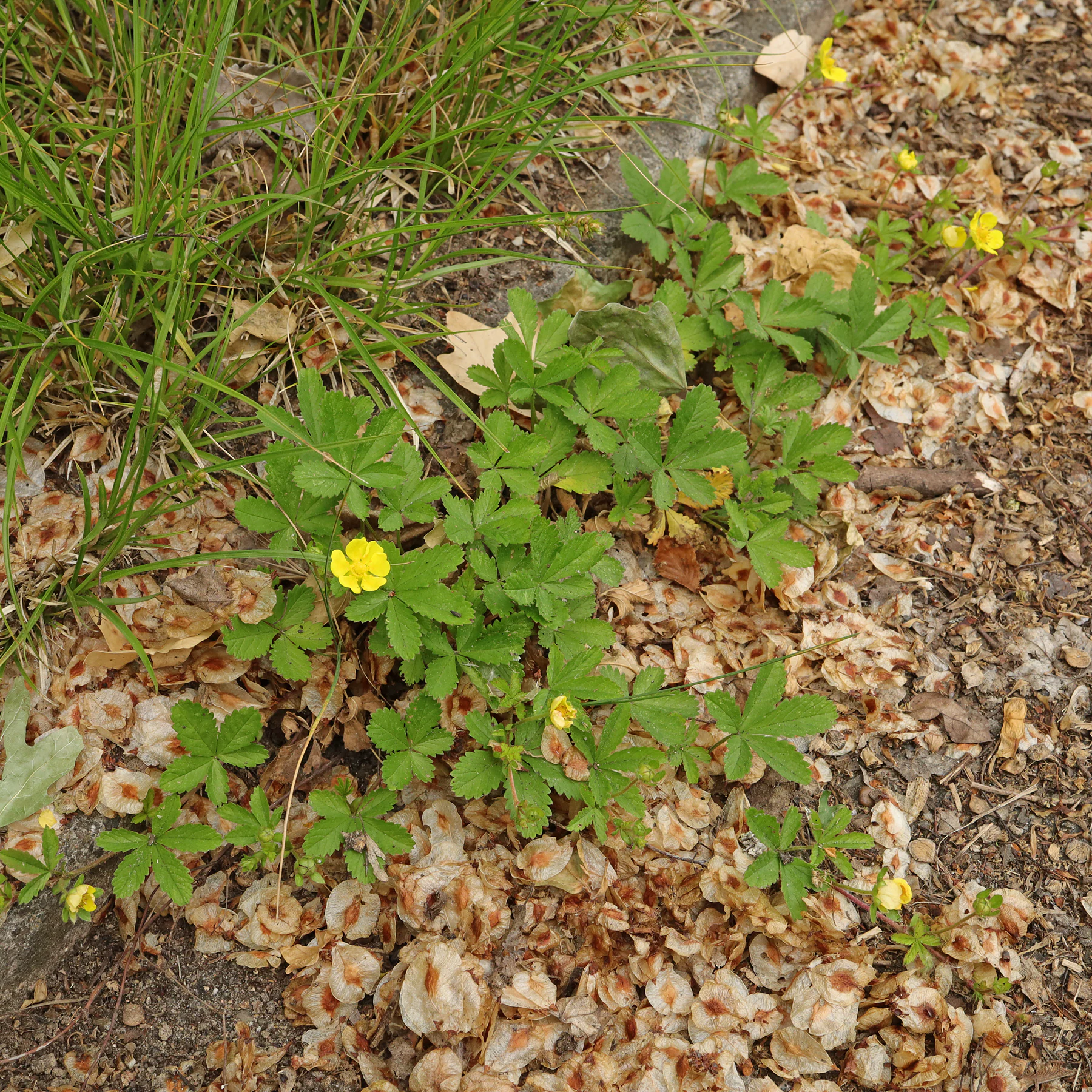 Potentilla reptans Habitus blühend