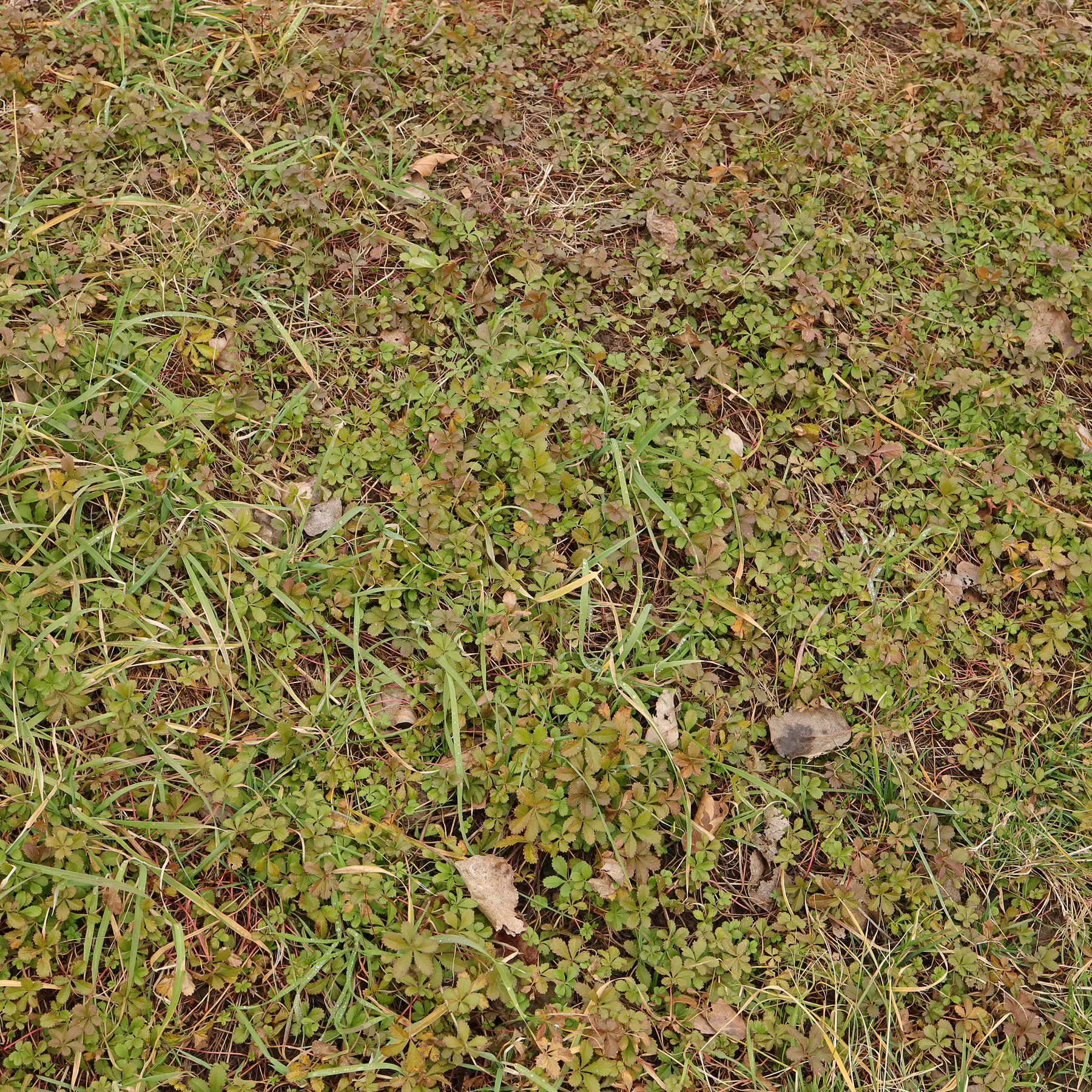Potentilla reptans in Wiese
