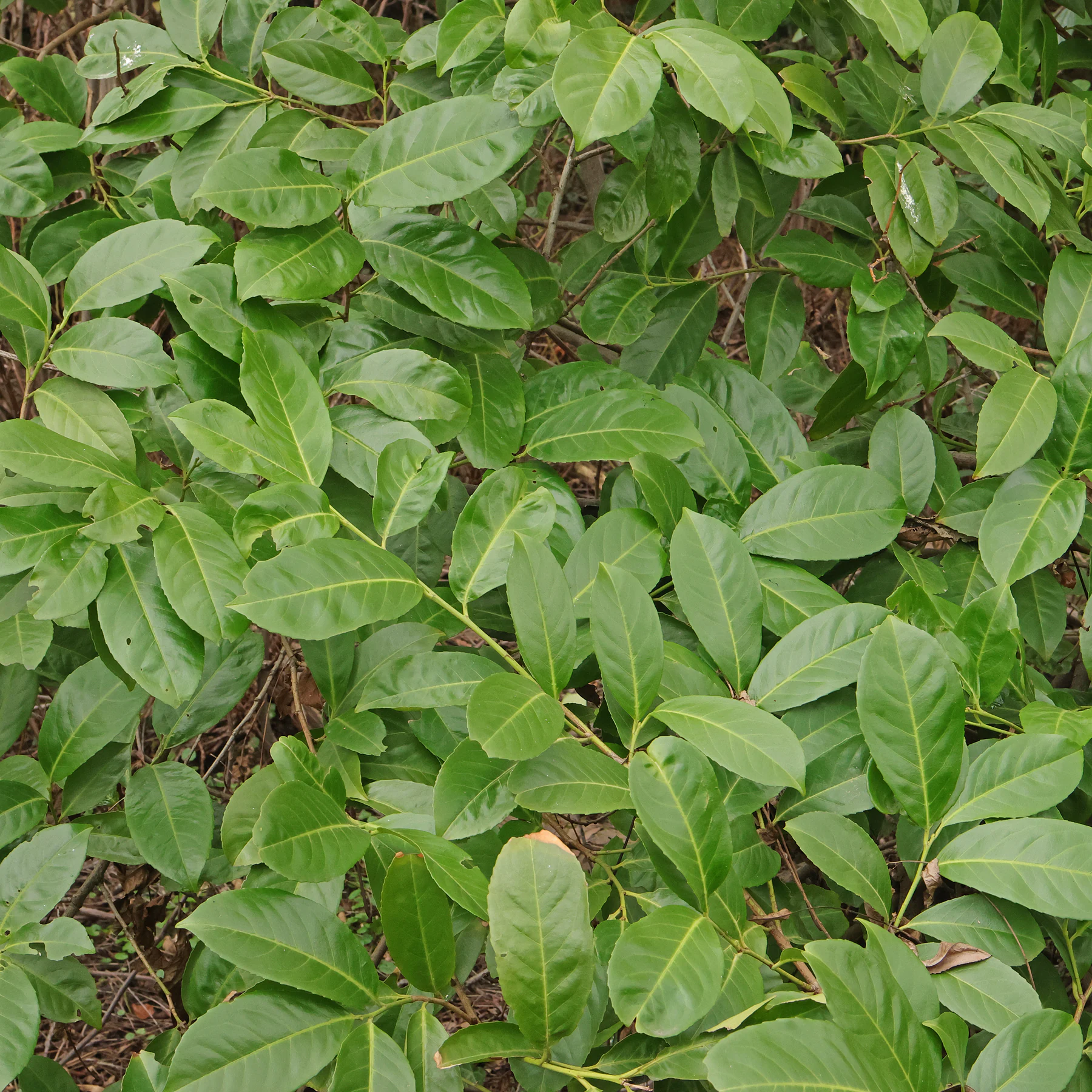Prunus laurocerasus Blätter