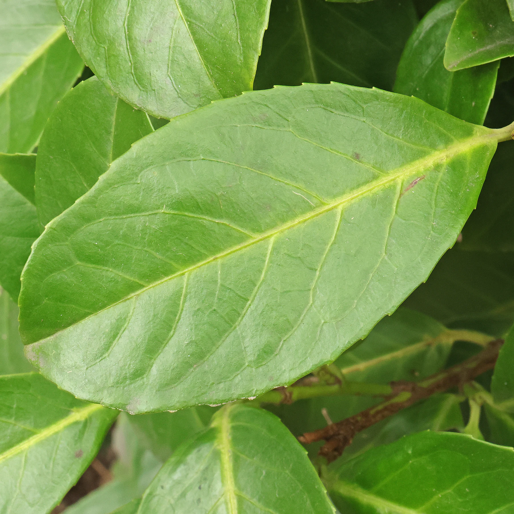 Prunus laurocerasus Blatt
