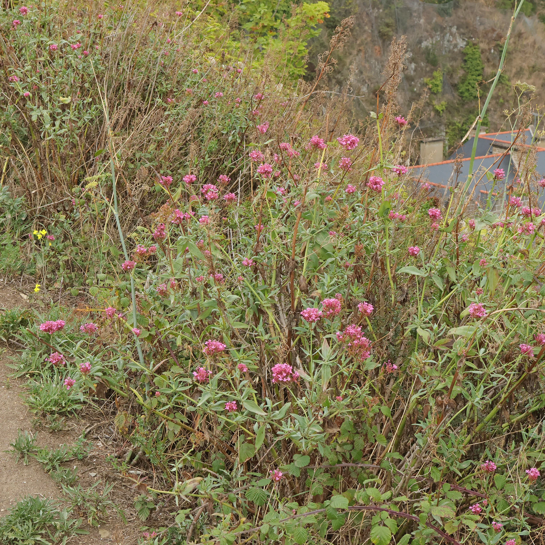 Rote Spornblume Centranthus ruber