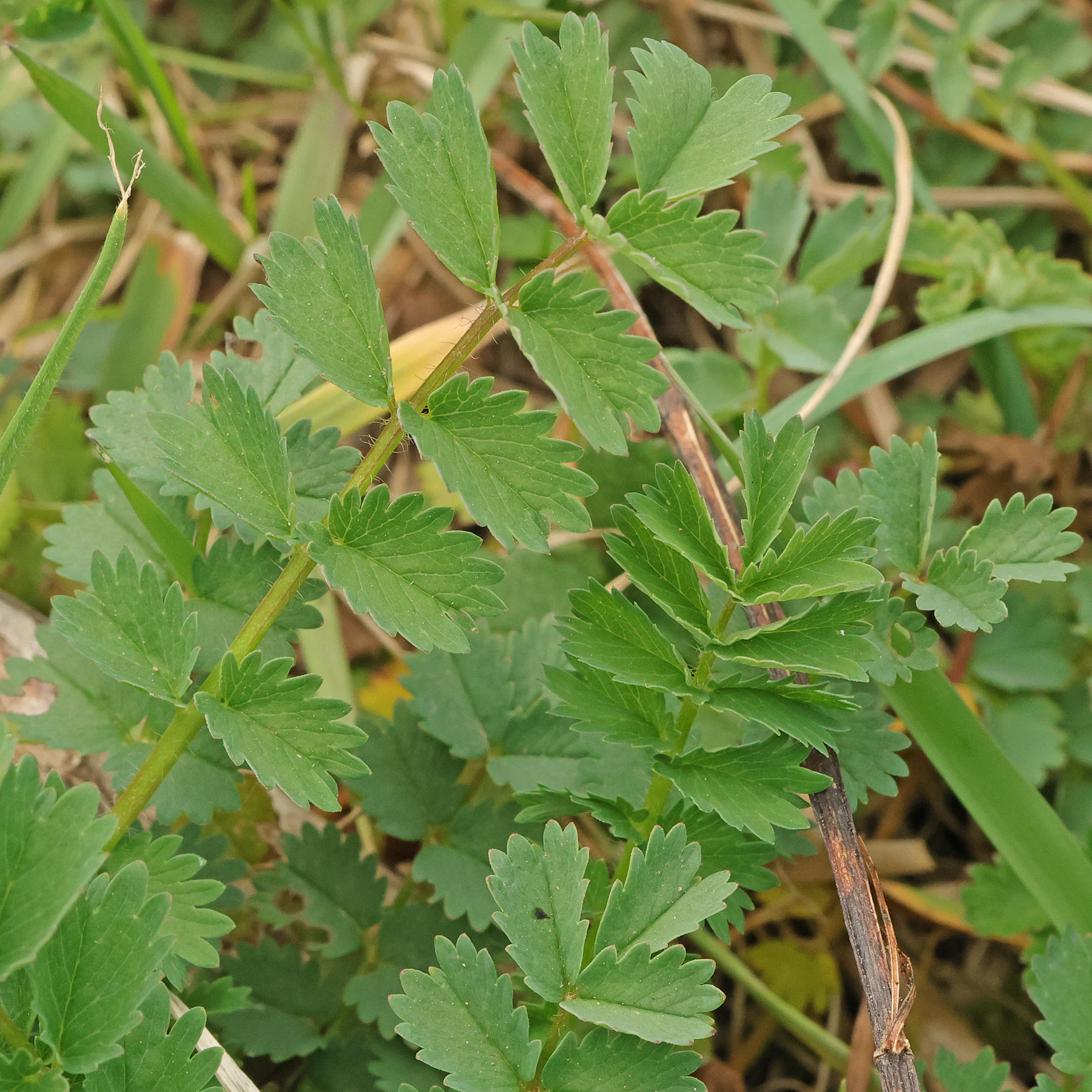 Sanguisorba minor Blätter