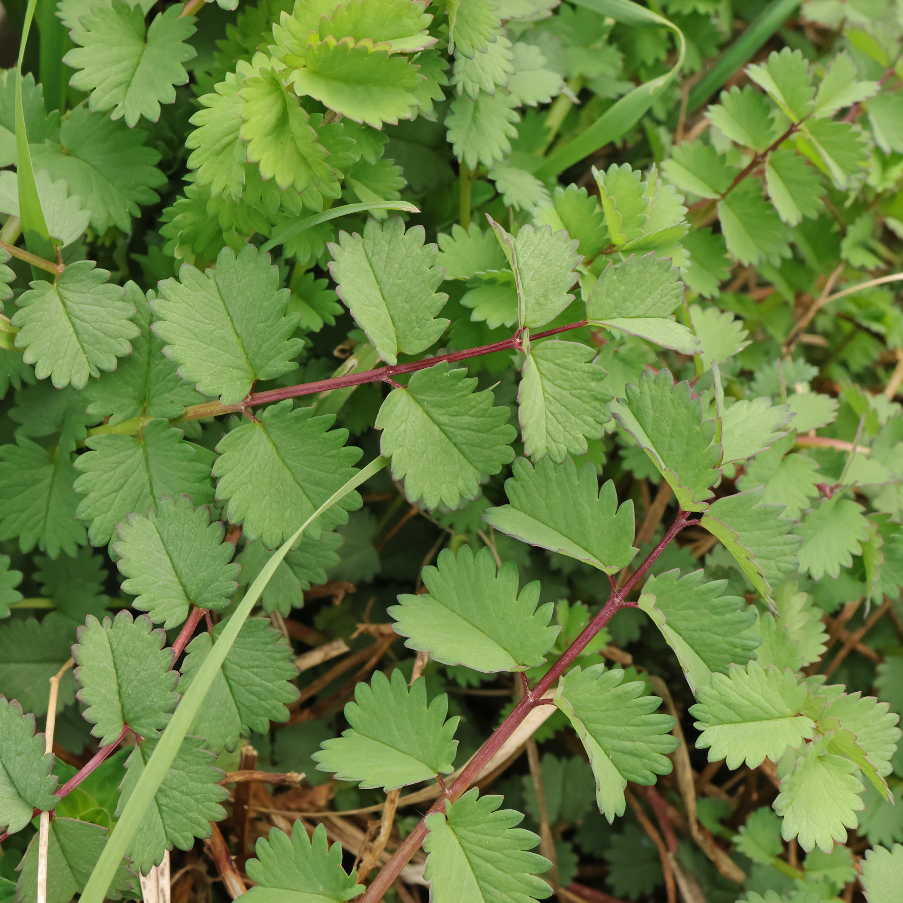 Sanguisorba minor Grundblätter