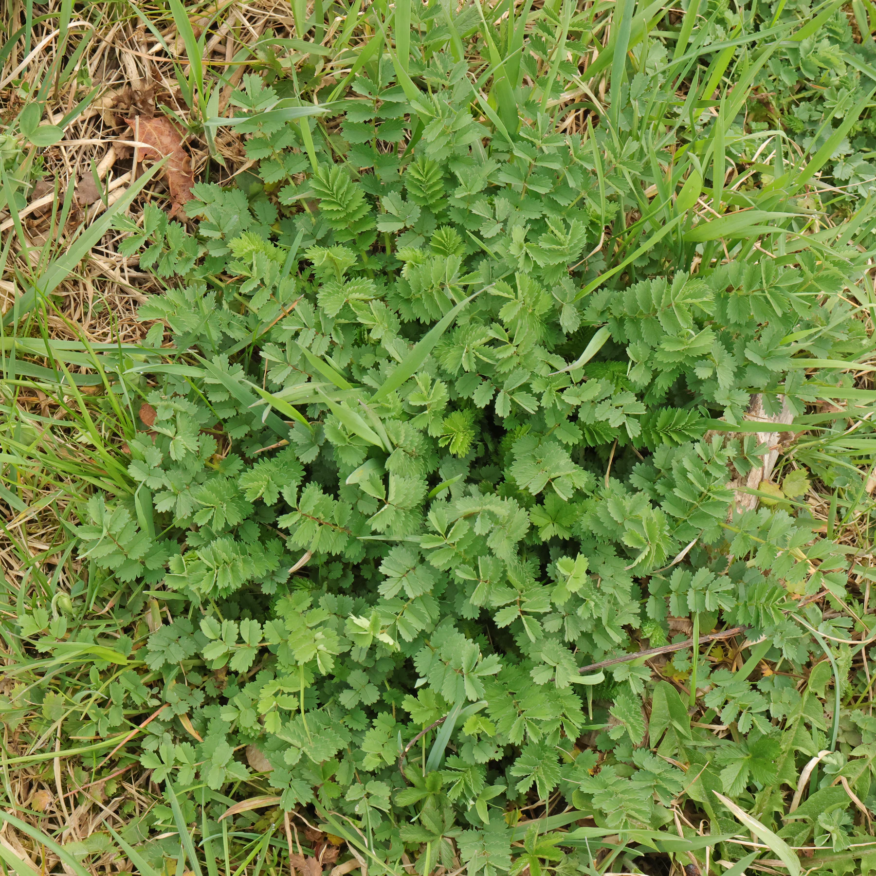 Sanguisorba minor Habitus Frühjahr