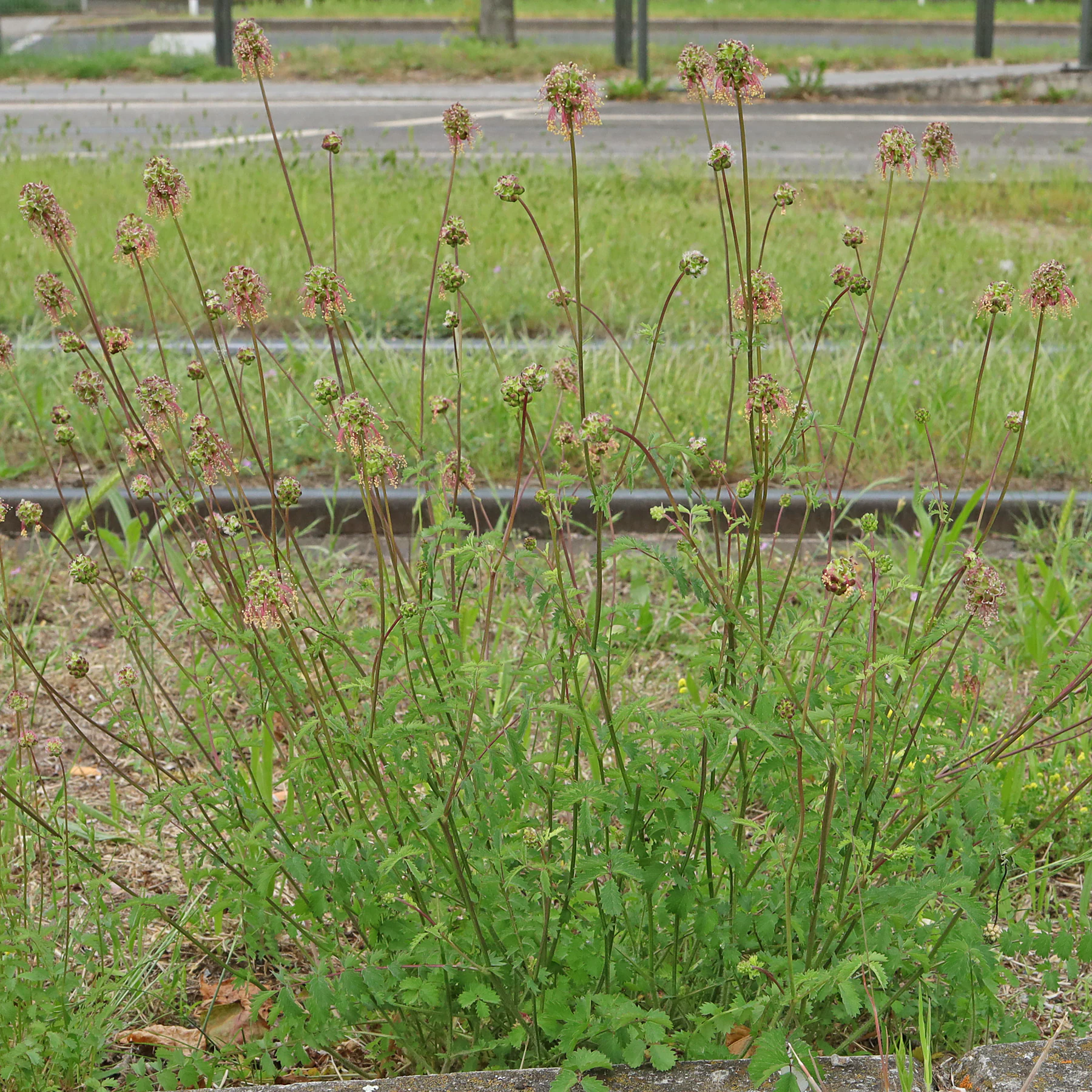 Sanguisorba minor Habitus Sommer